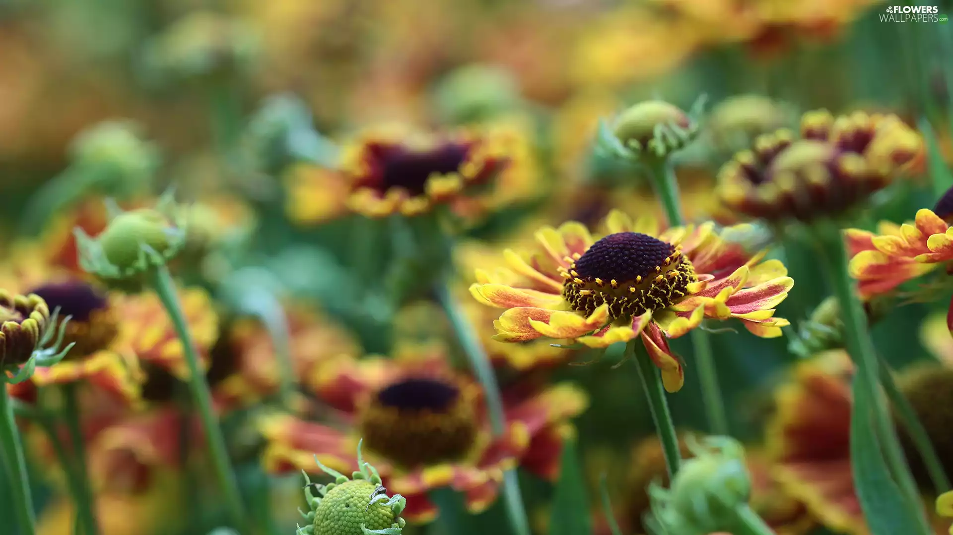Helenium Hybridum, Red, Flowers, Yellow