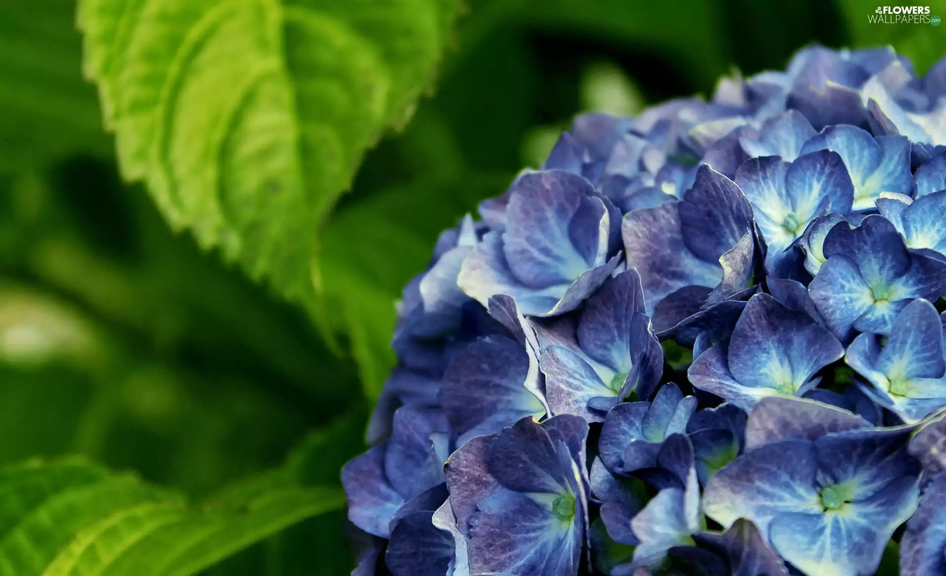 hydrangea