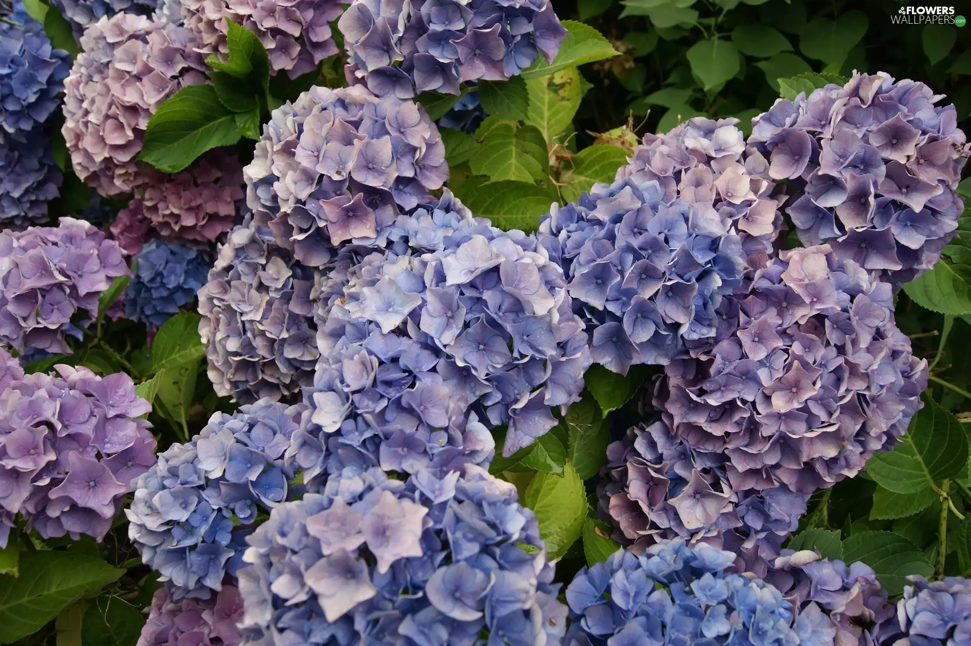 hydrangea