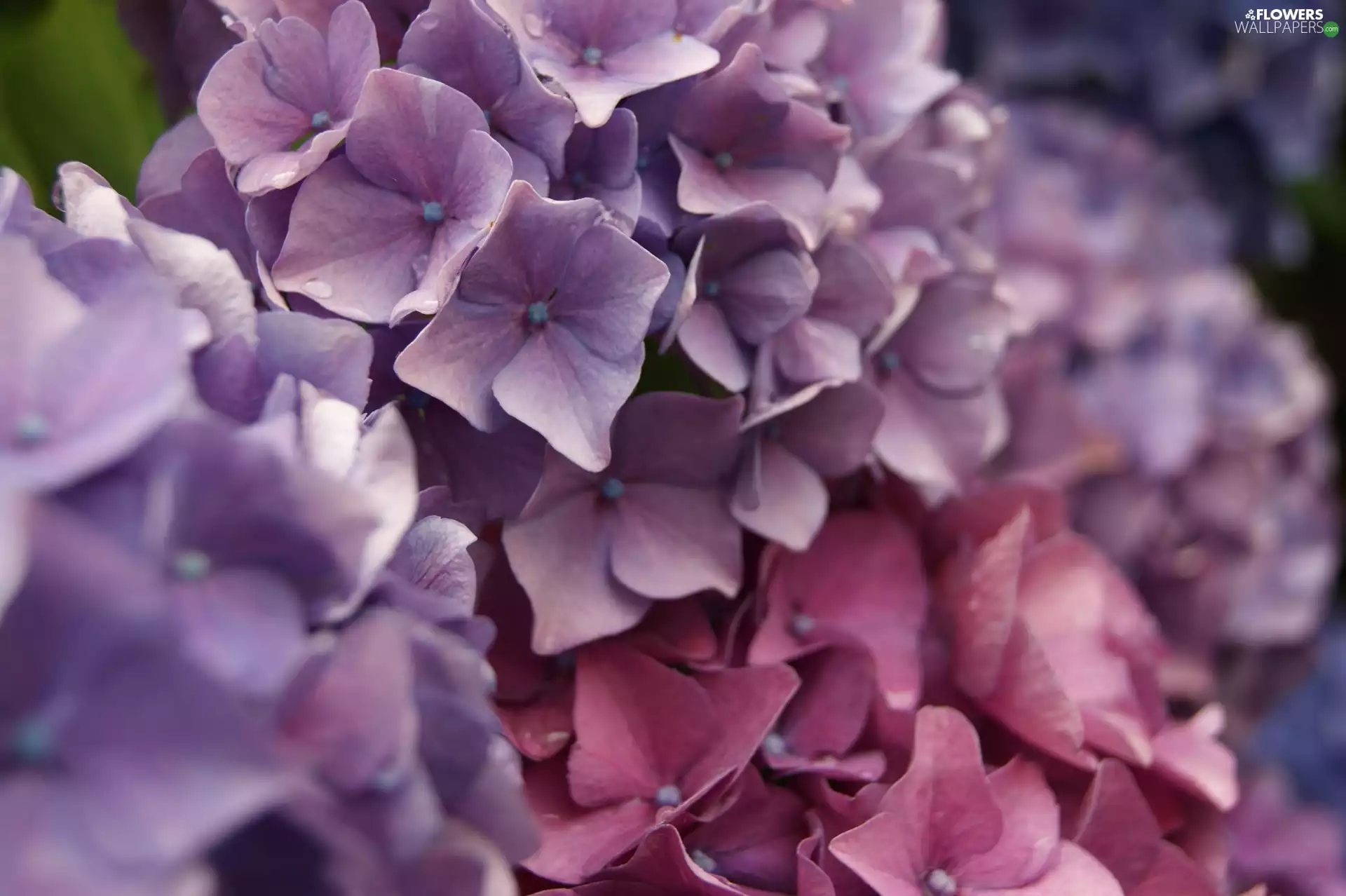 hydrangea