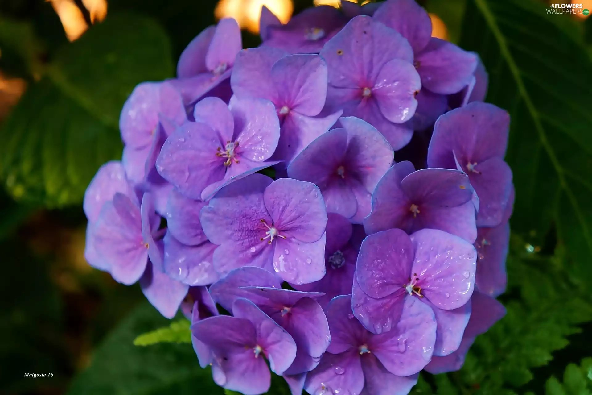 hydrangea