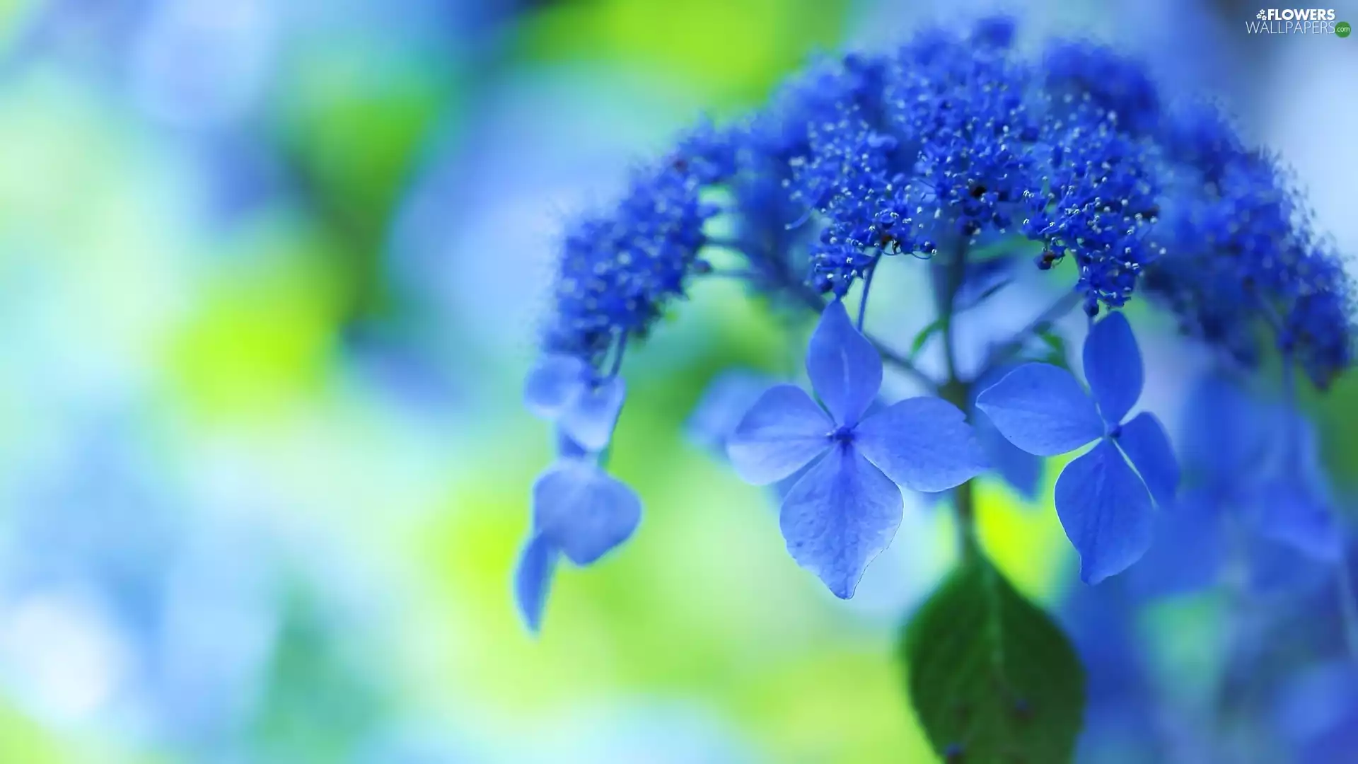 hydrangea