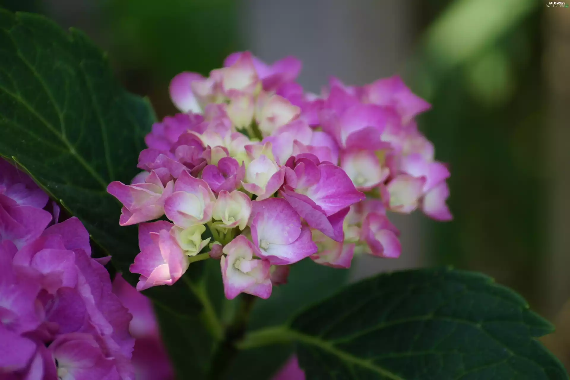 hydrangea