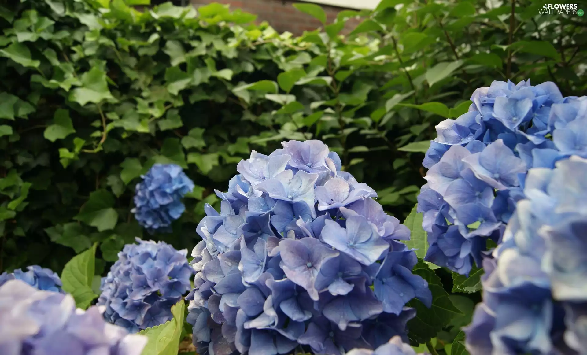 hydrangea