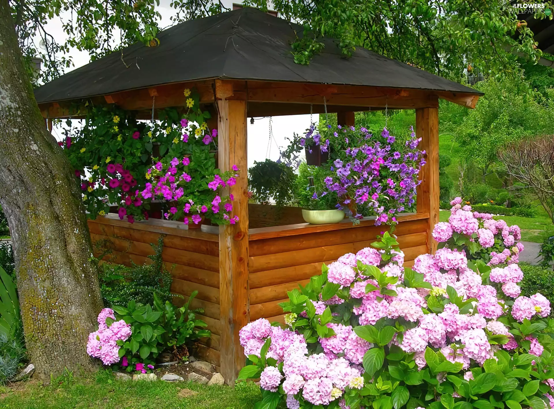 surfinia, hydrangea, alcove, Flowers, Garden