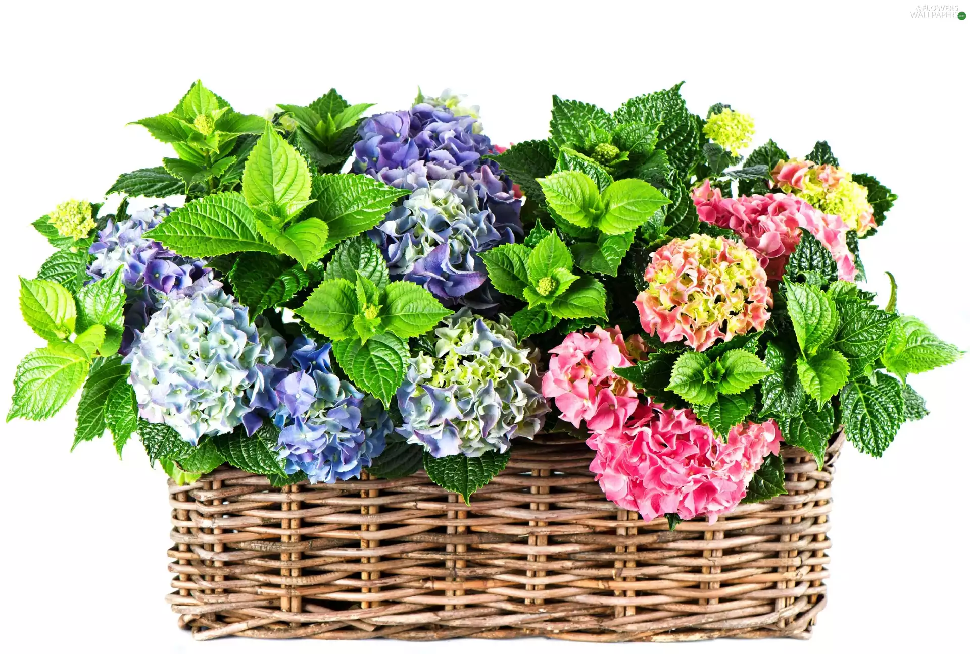 hydrangea, basket