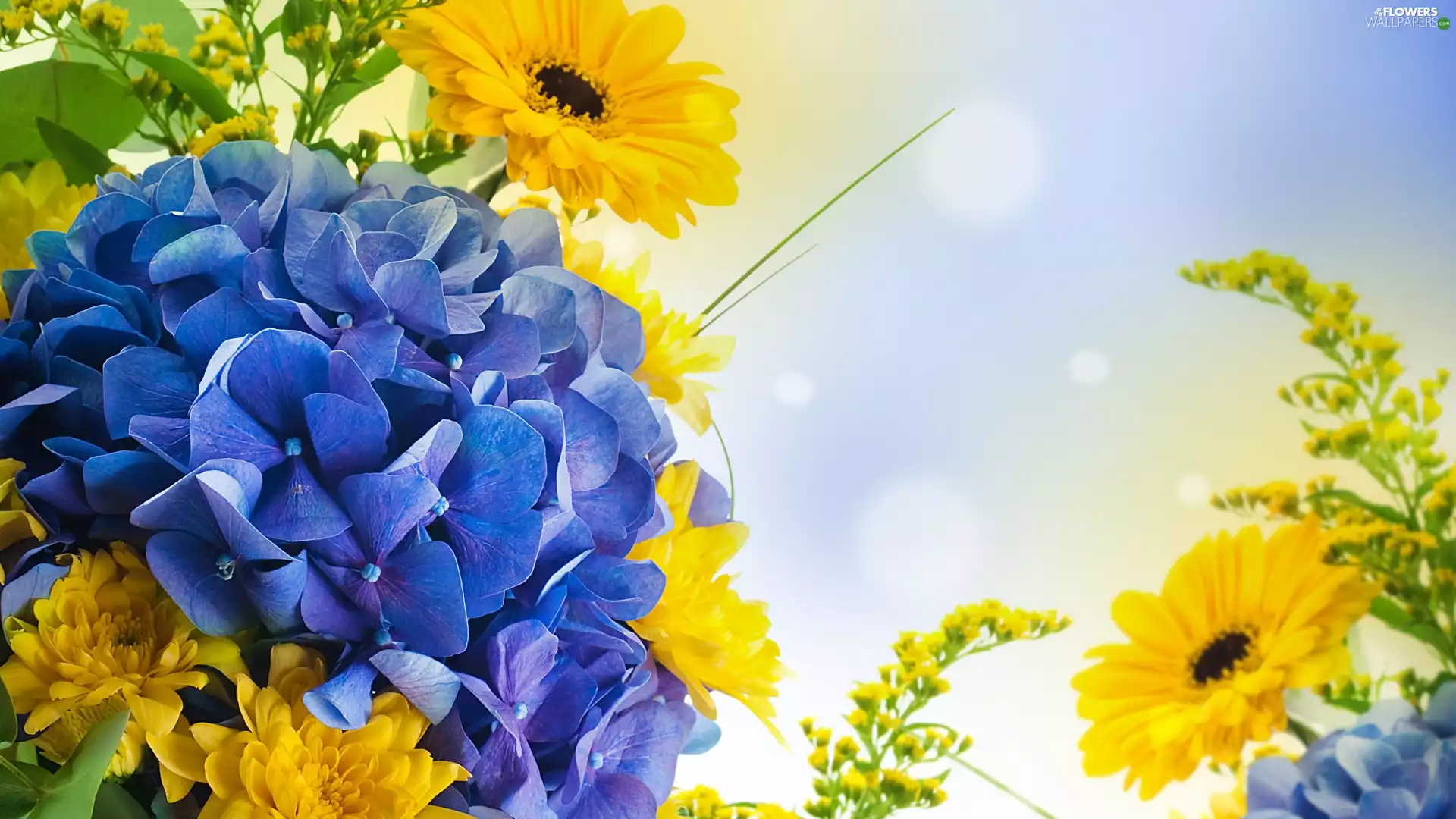 Blue, Yellow, gerberas, hydrangea