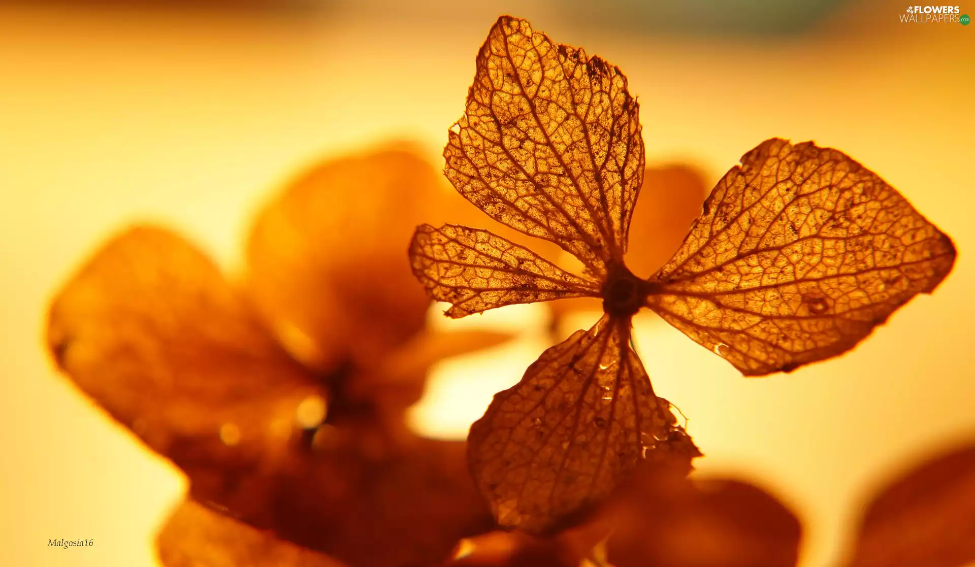withered, hydrangea, Close, Colourfull Flowers
