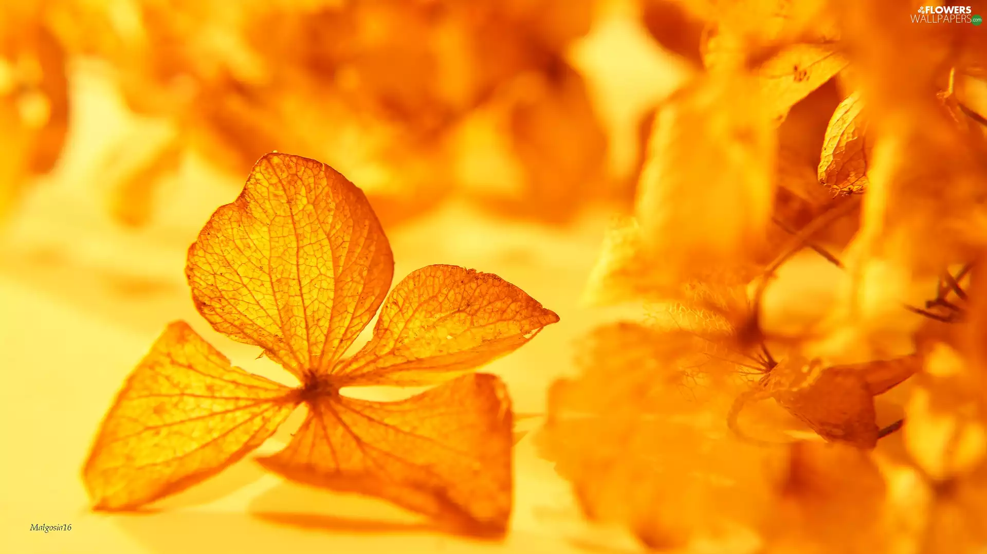 withered, hydrangea, Close, Colourfull Flowers