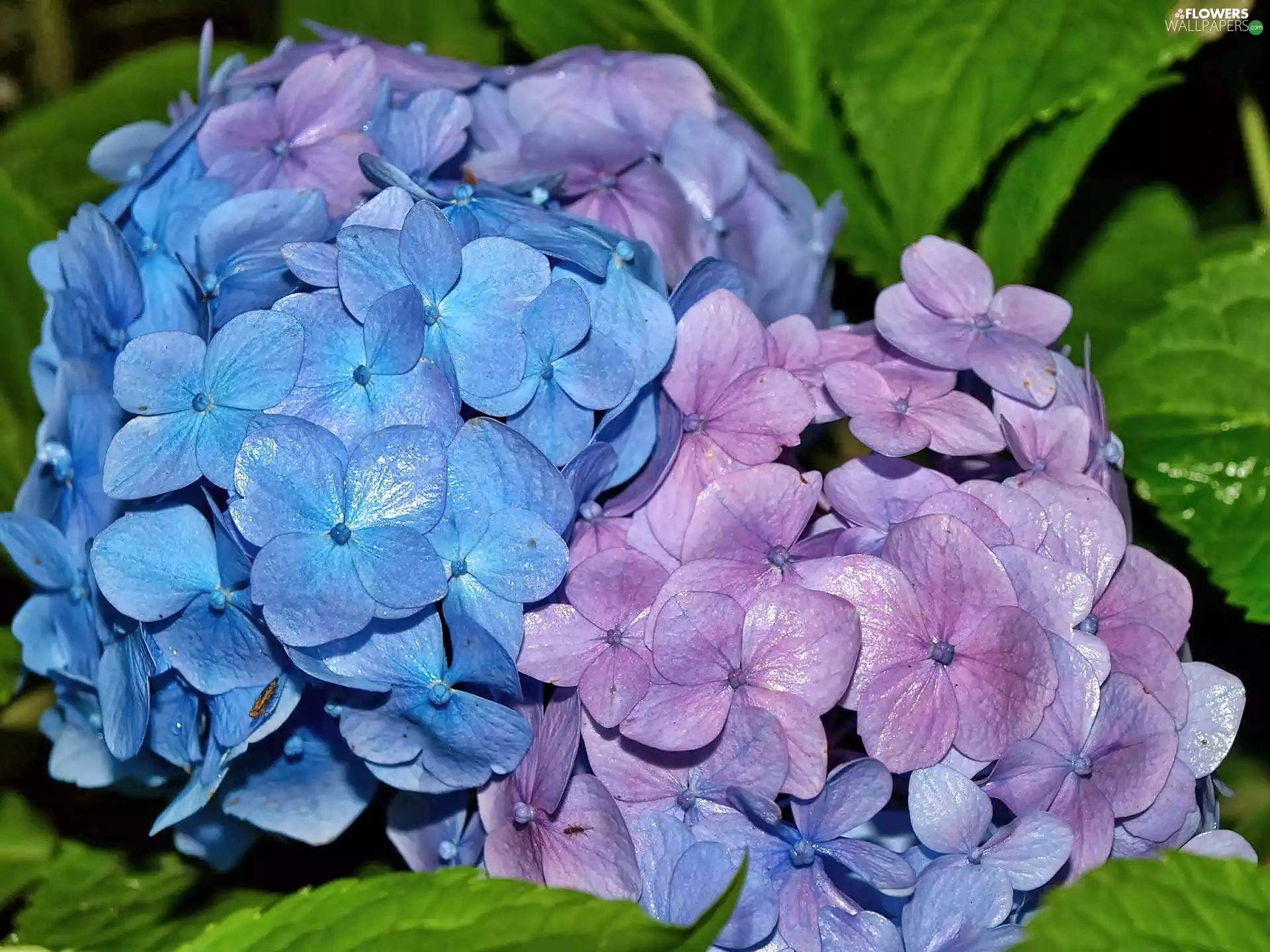 hydrangea, two Colors
