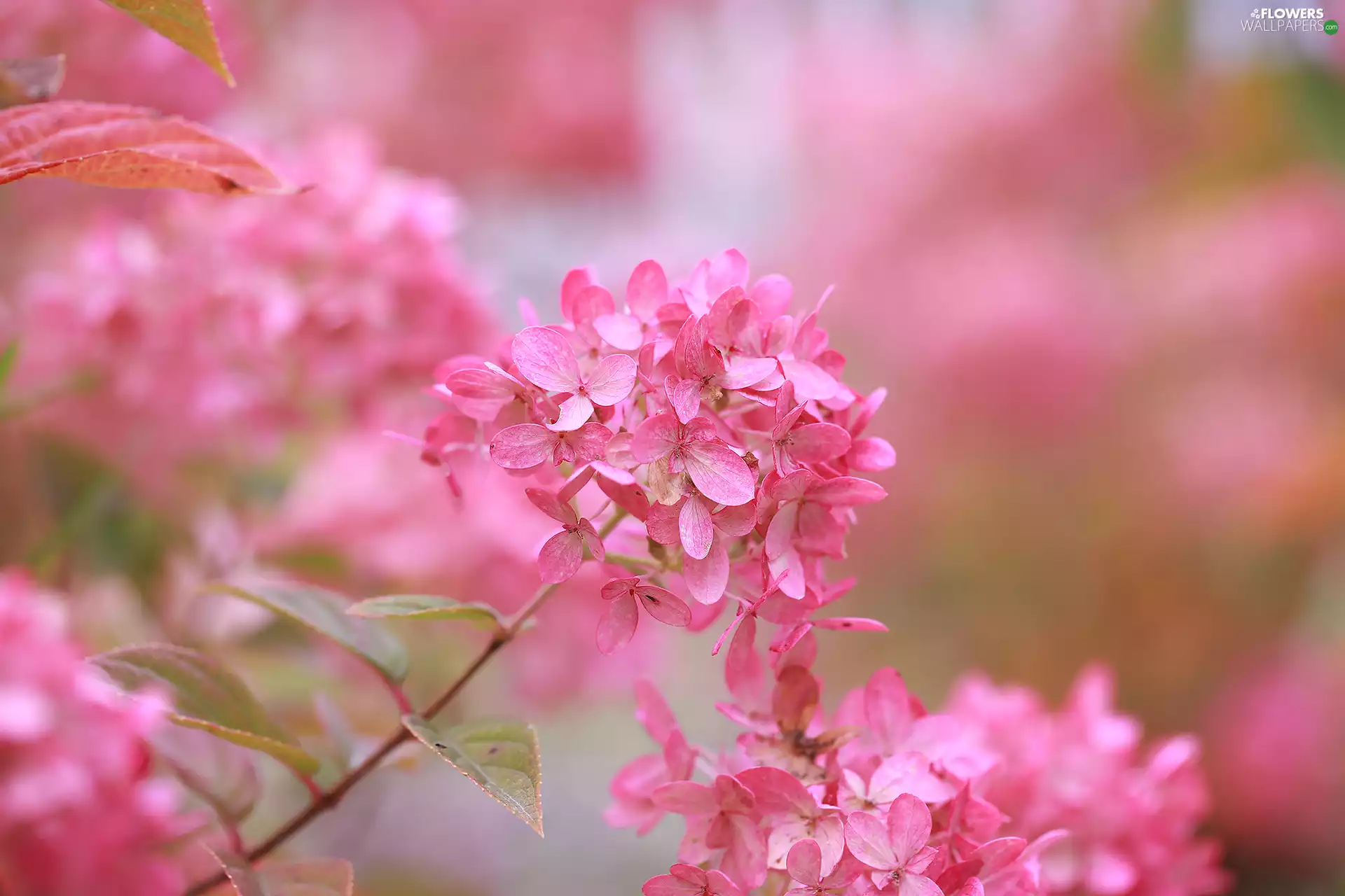 Colourfull Flowers, Pink, hydrangea
