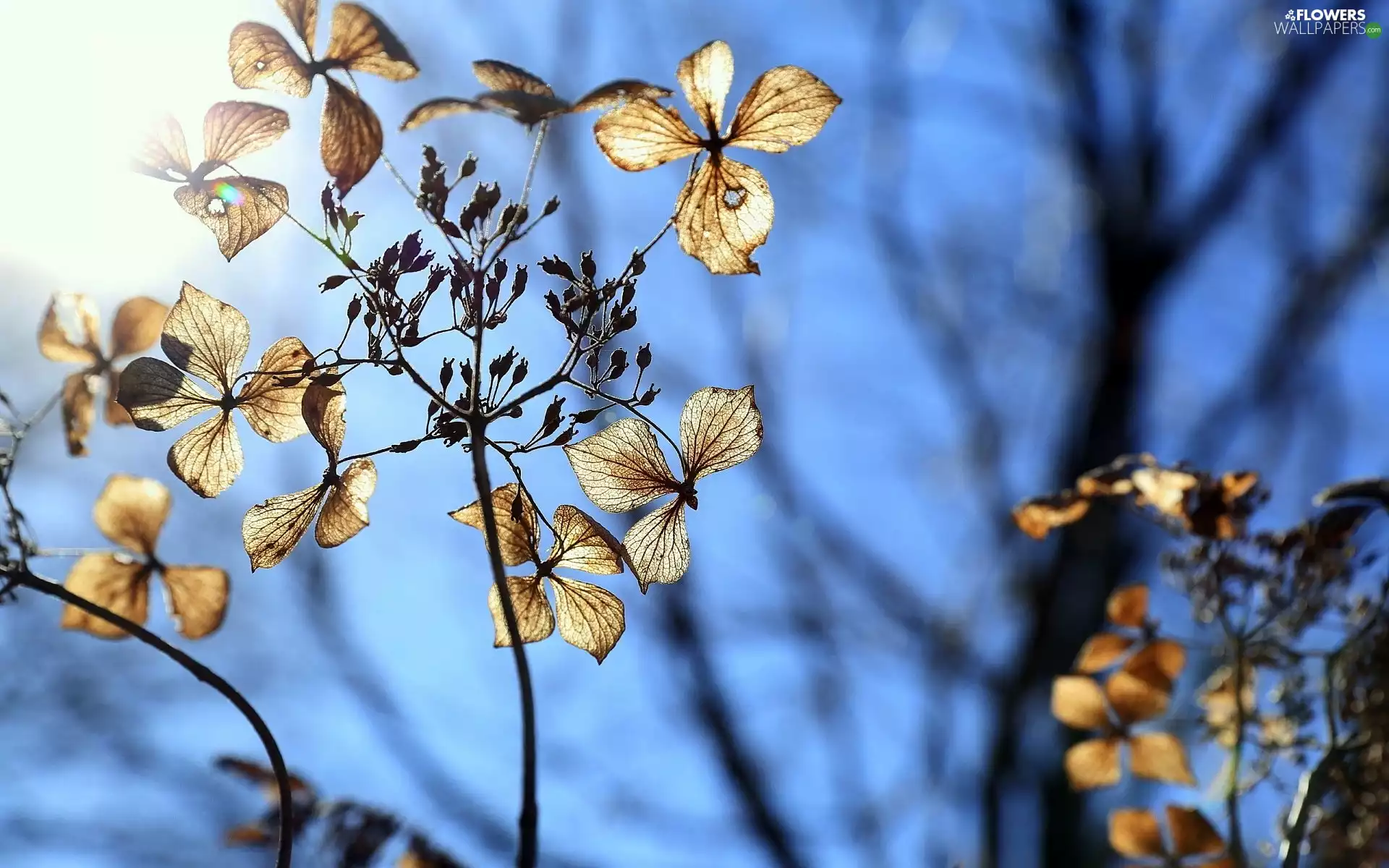 dry, winter, Close, hydrangea
