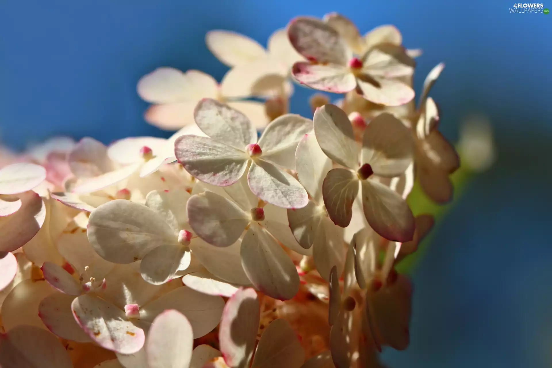 hydrangea, Flowers