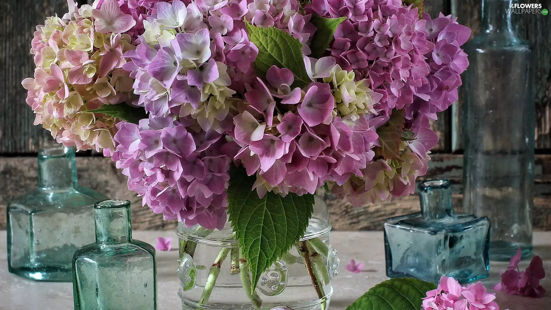 Flowers, Vase, Bottles, hydrangea