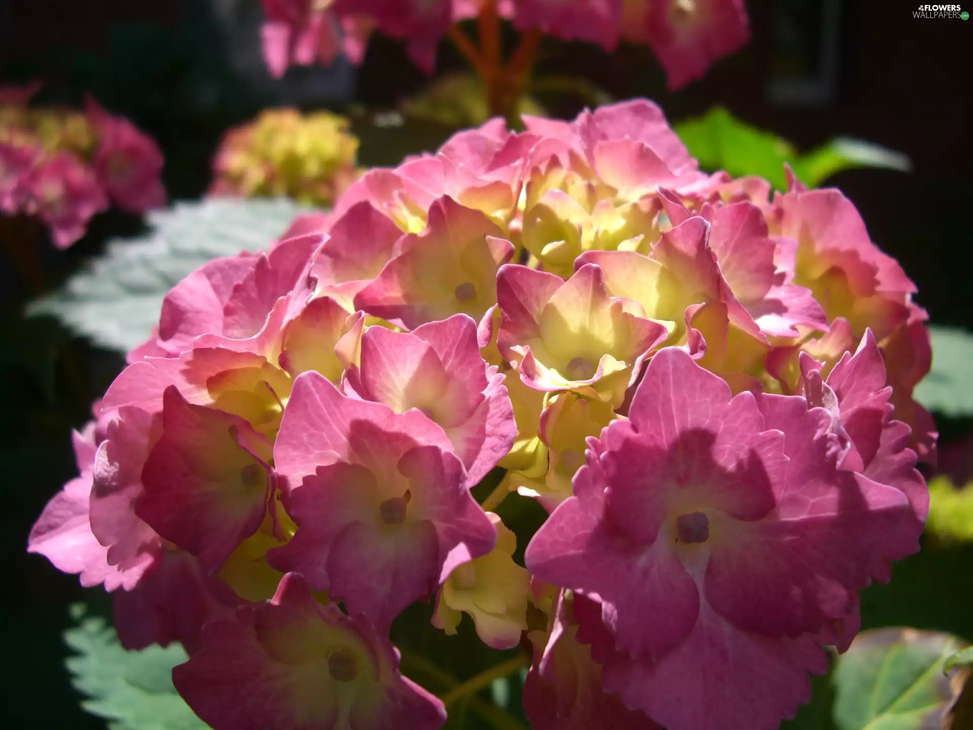 hydrangea, Colourfull Flowers