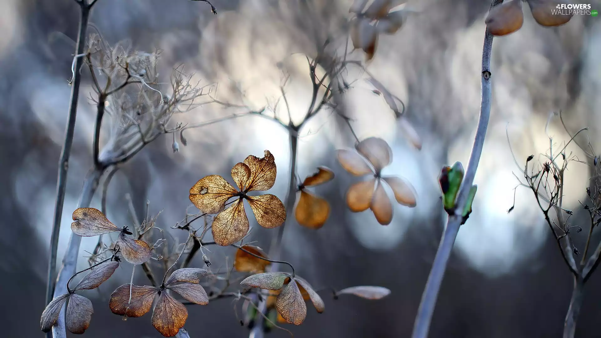 hydrangea, dry, Flowers