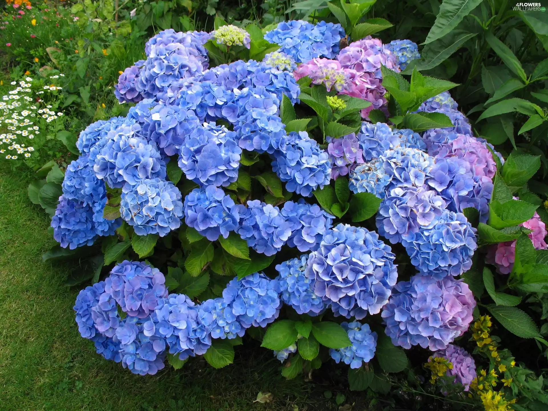hydrangea, Garden, Flowers