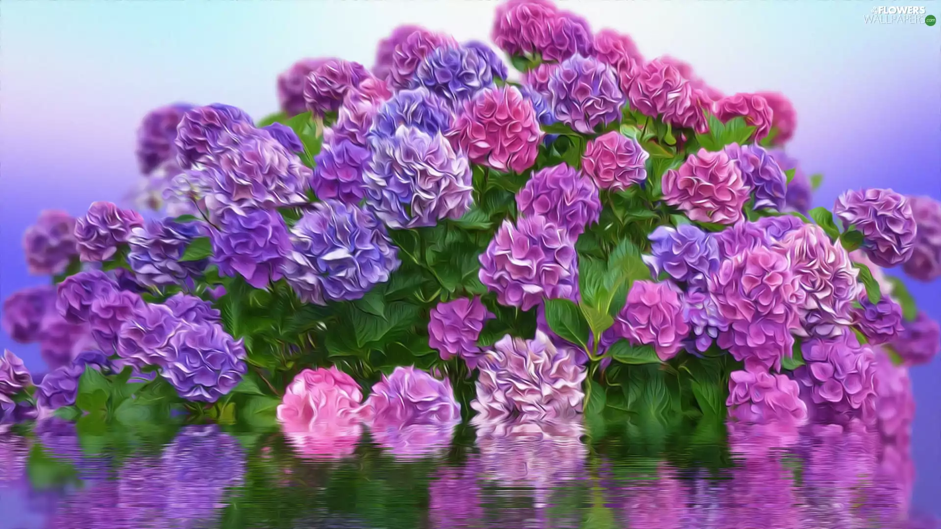 Flowers, reflection, graphics, hydrangea