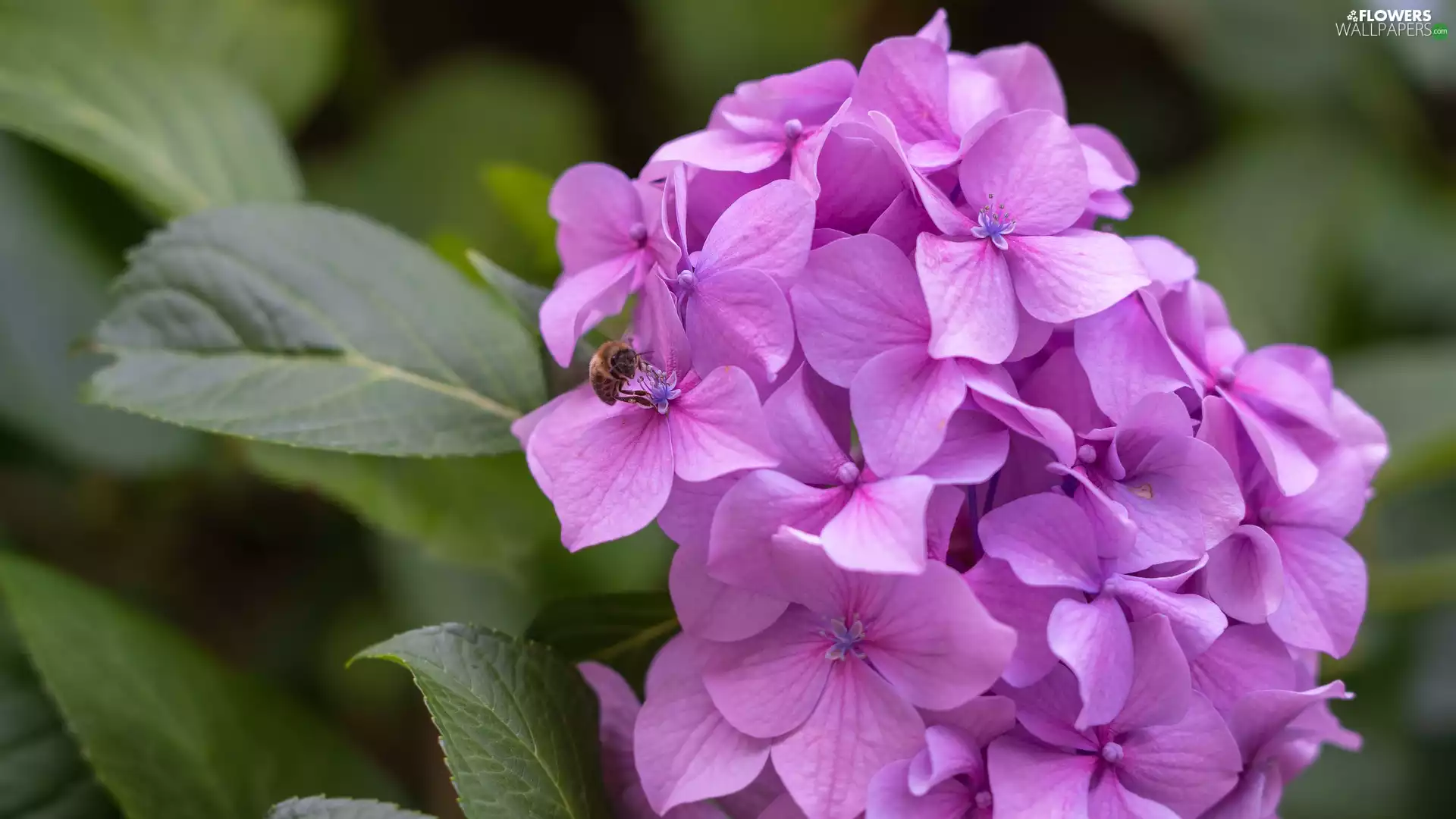 Insect, Leaf, Pink, hydrangea, Colourfull Flowers