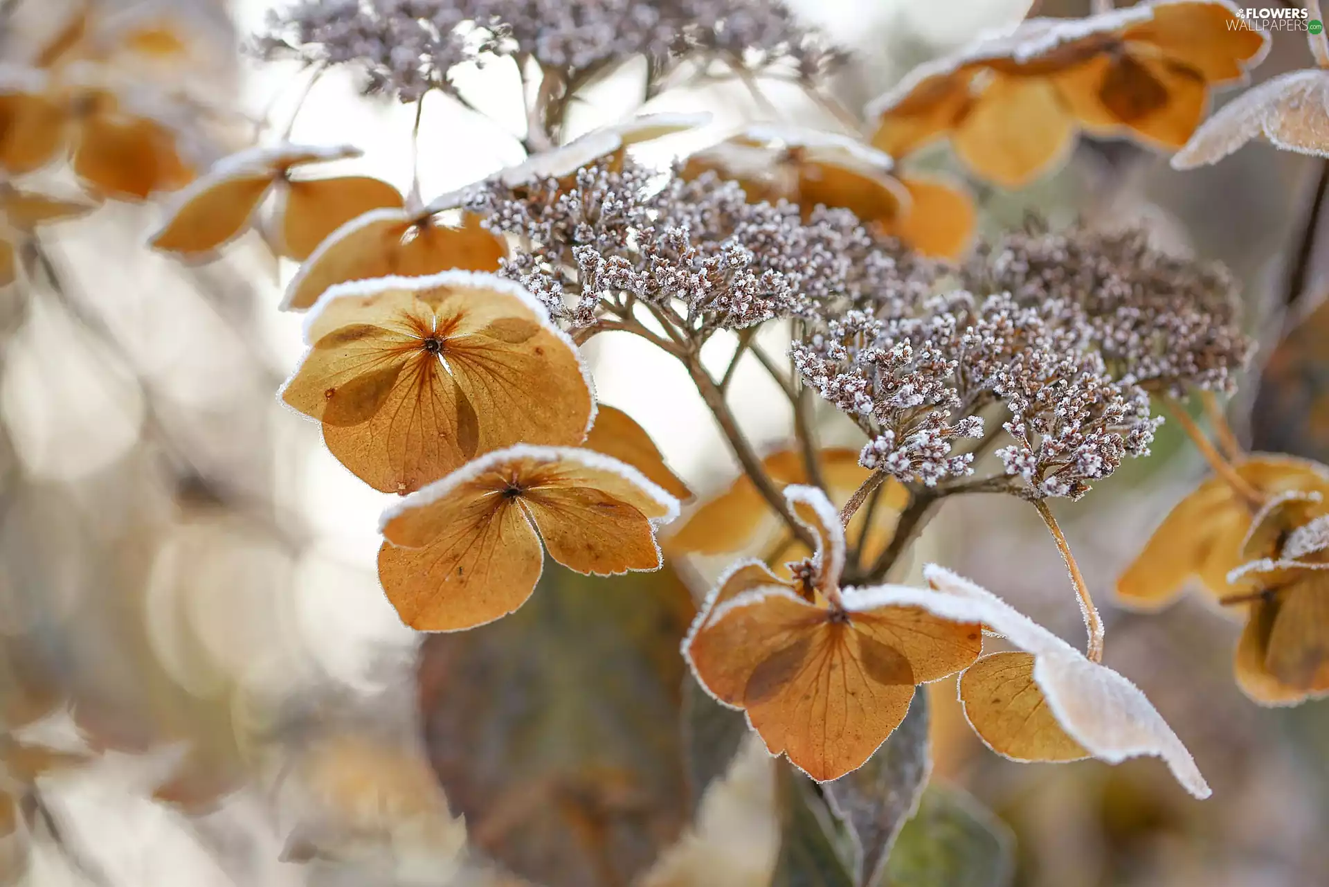 hydrangea, winter, frosted