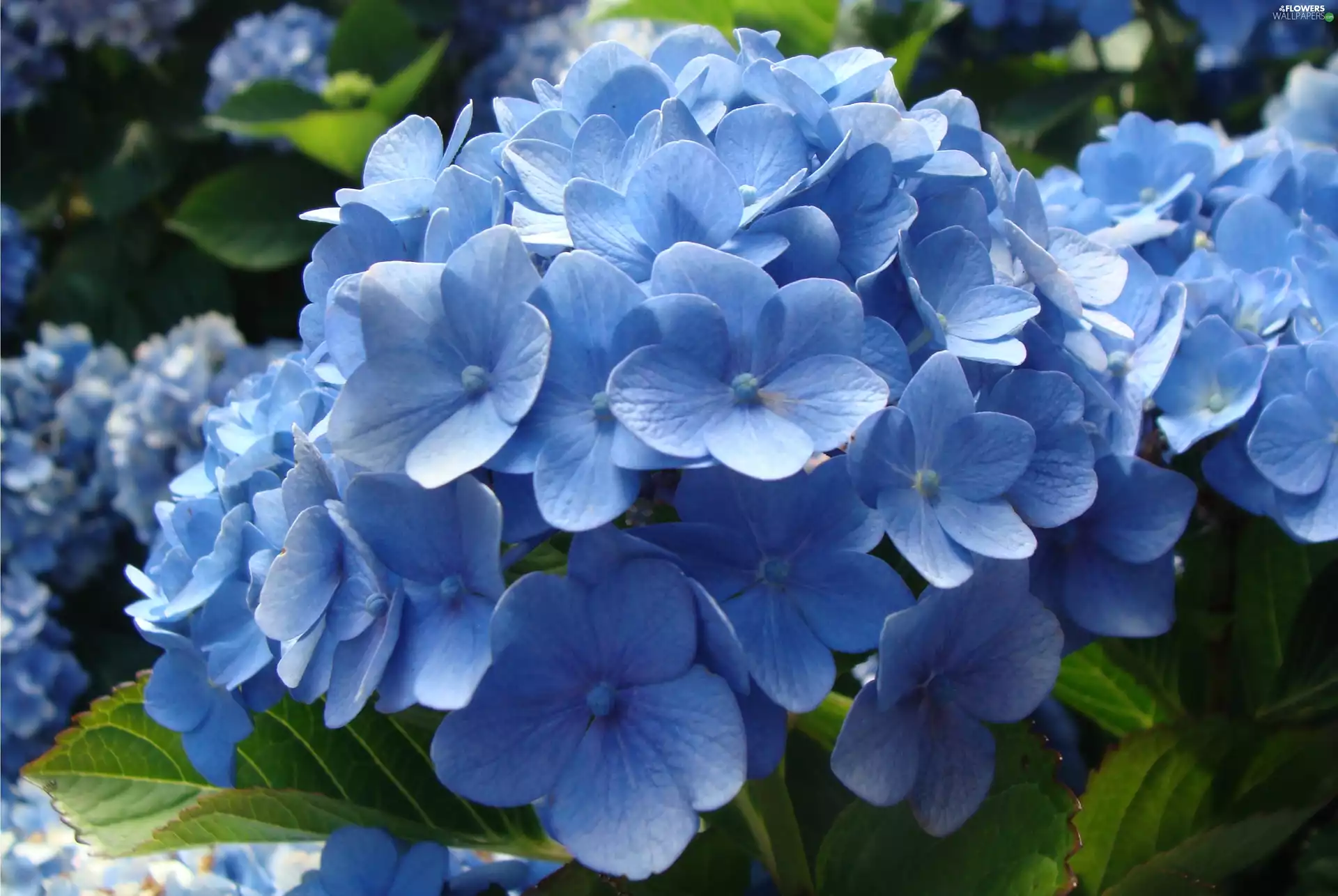 hydrangea, Garden