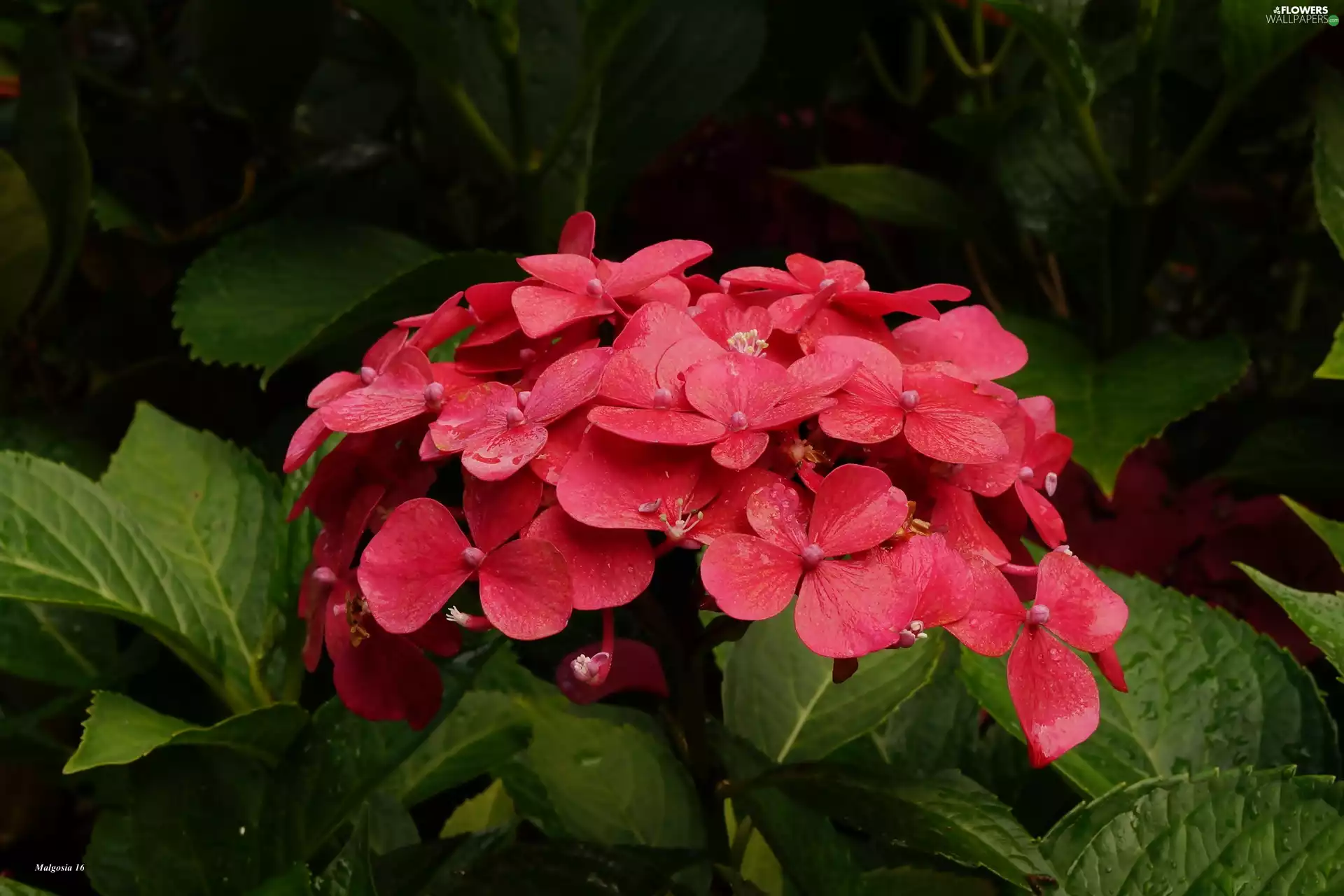 hydrangea, red hot