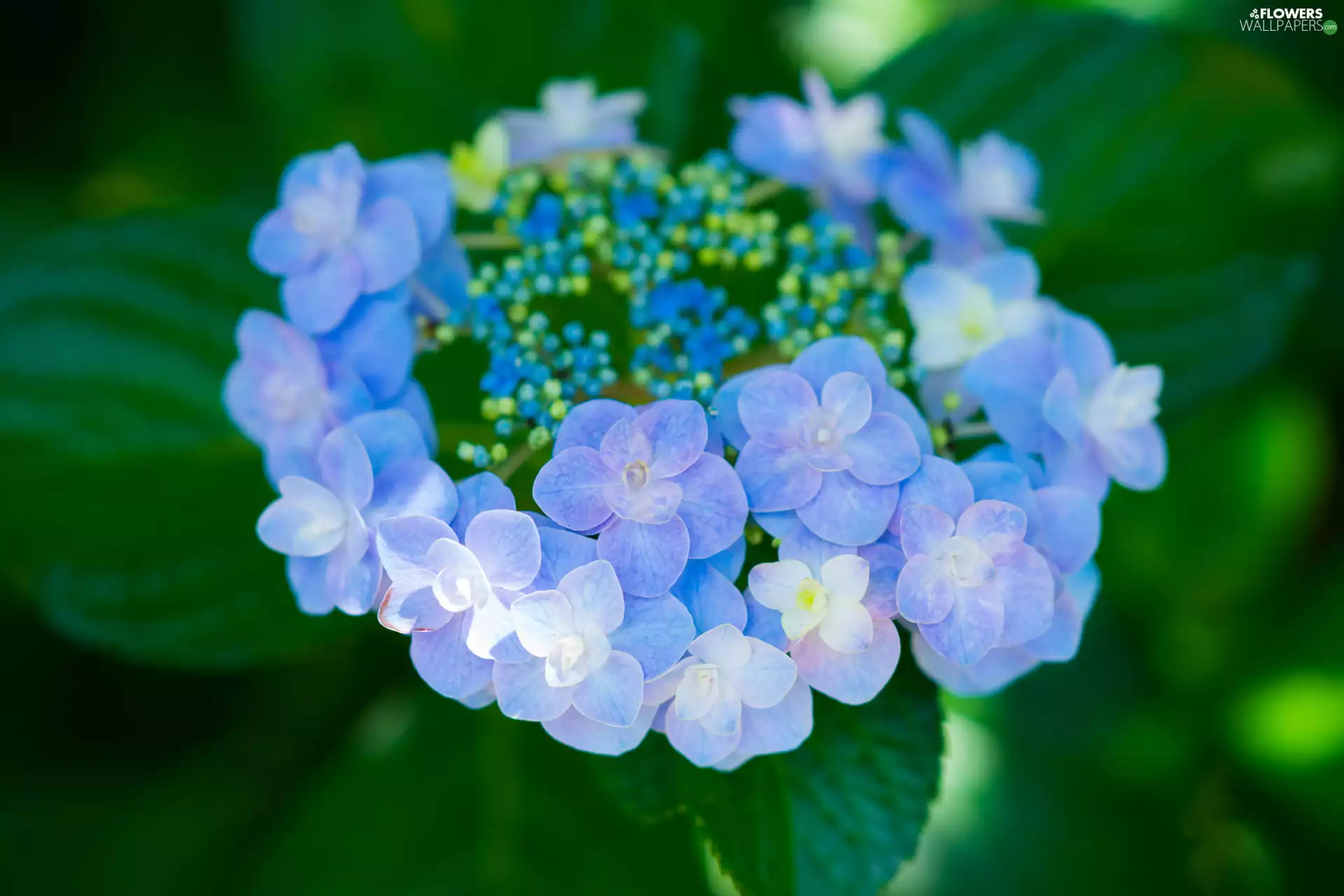 blue, hydrangea, Leaf, Colourfull Flowers