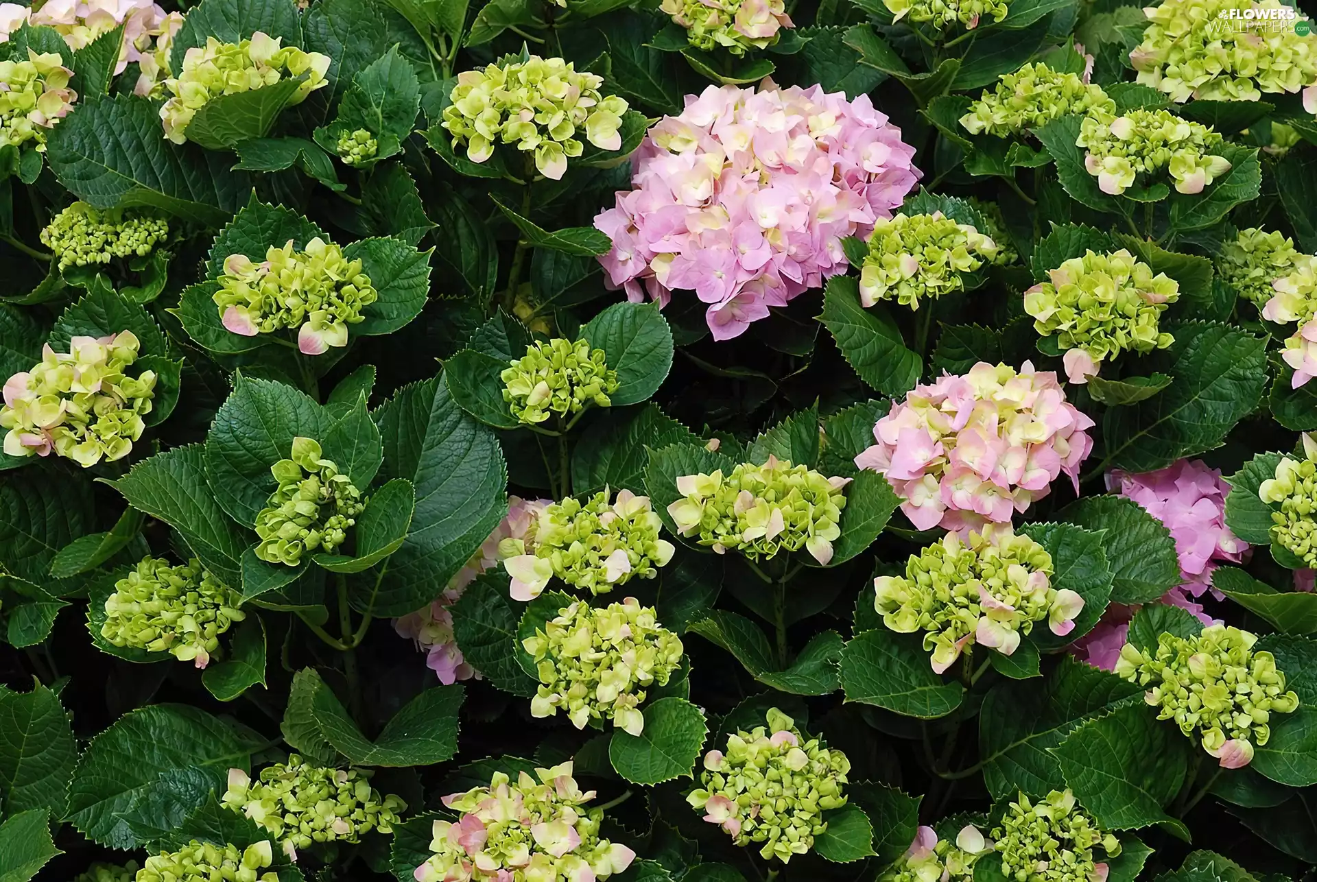hydrangea, leaves