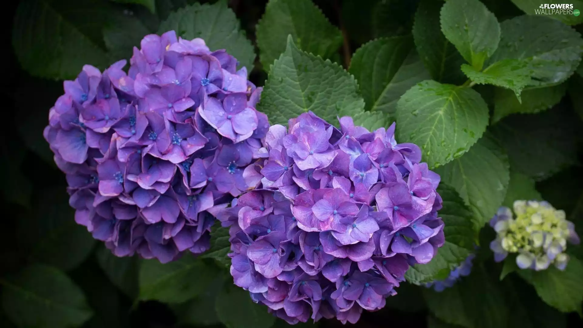 hydrangea, leaves