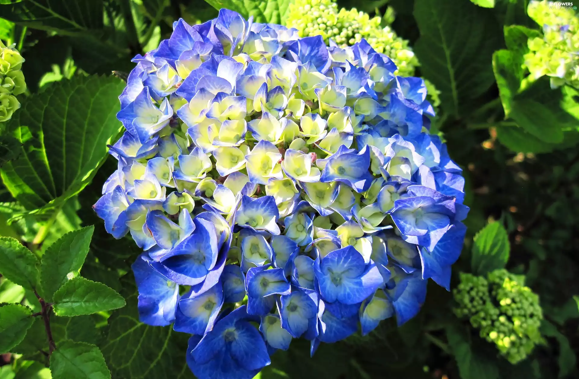 leaves, Colourfull Flowers, hydrangea