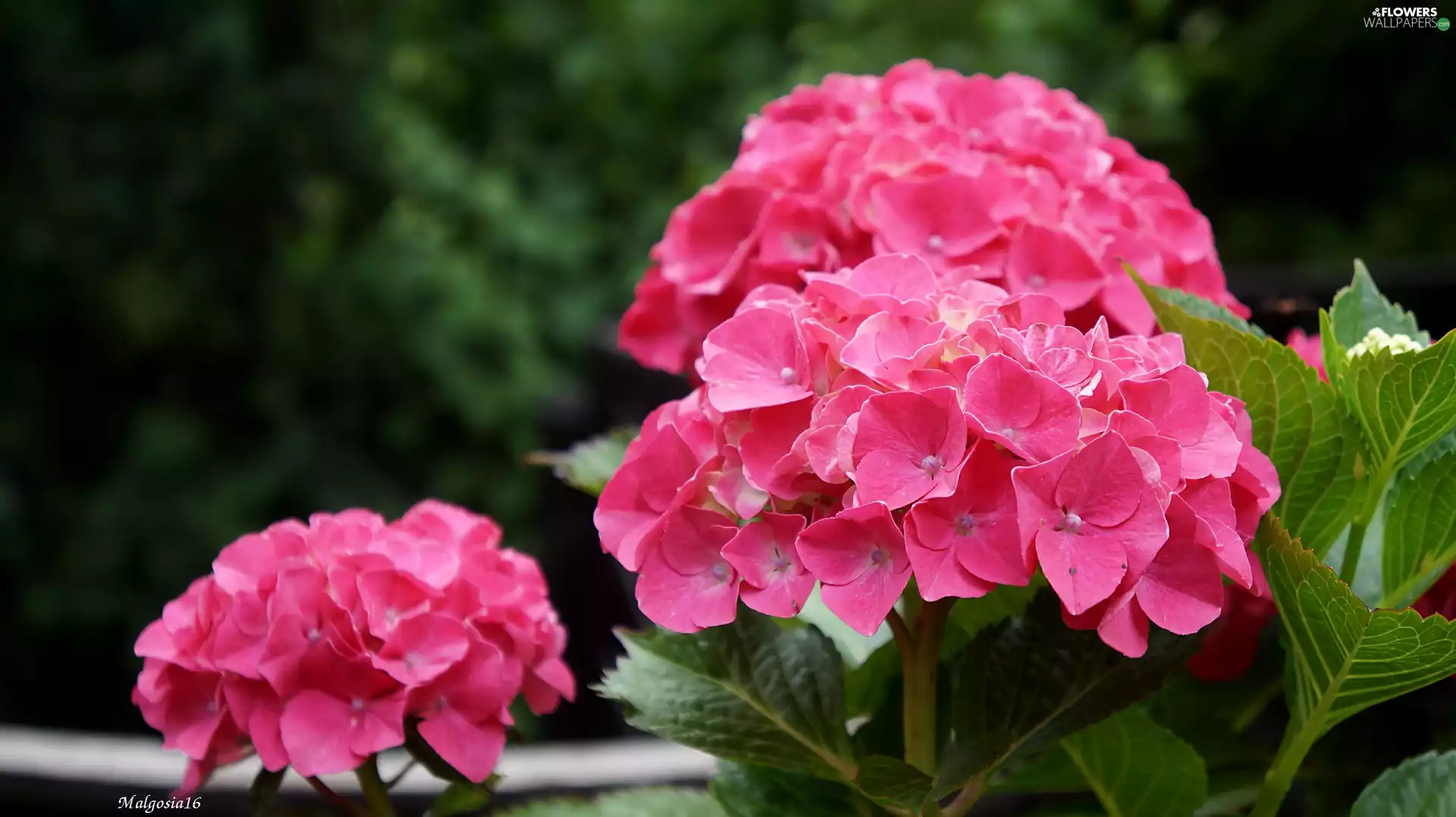 hydrangea, Blossoming, Pink