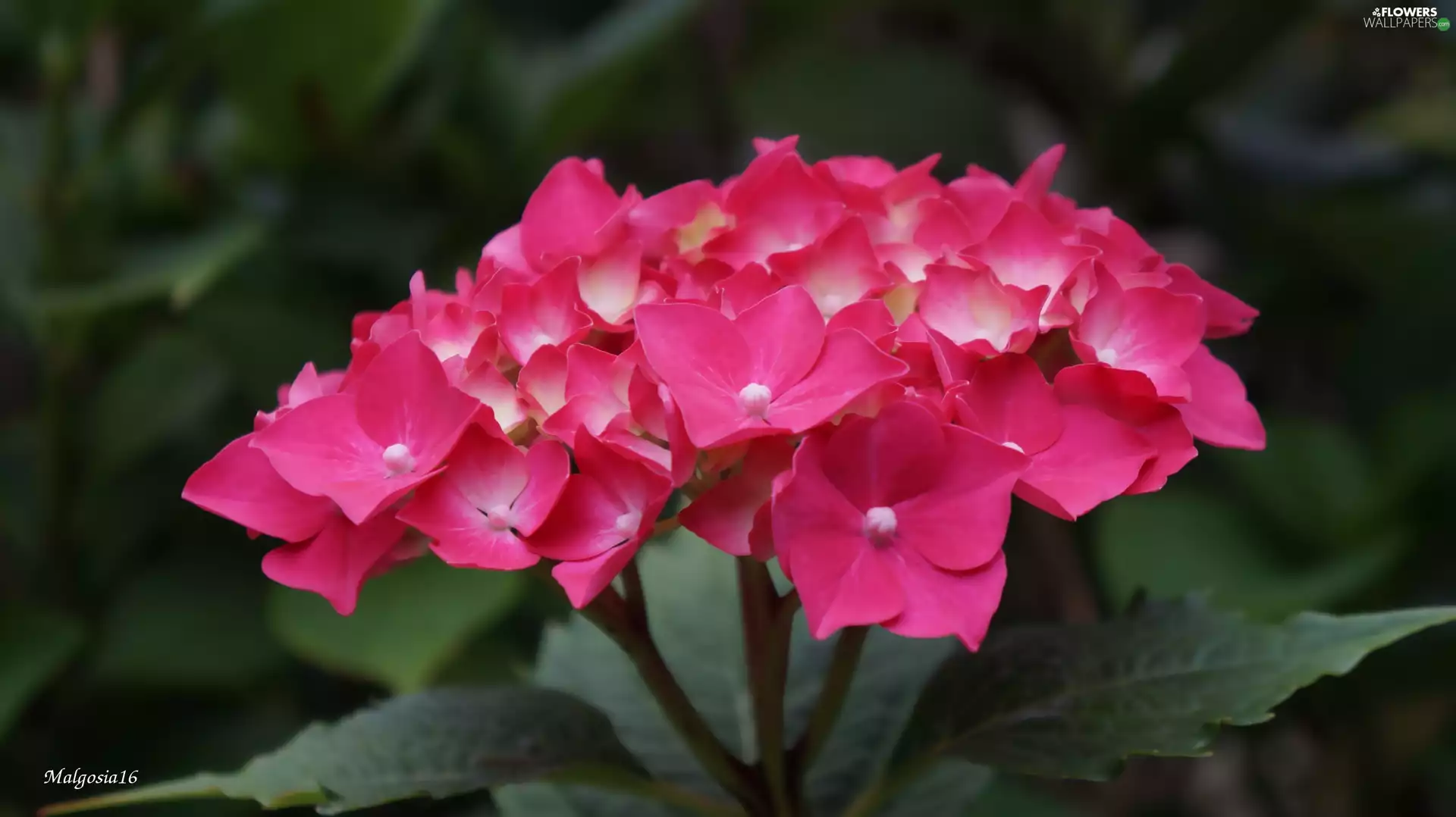 hydrangea, Blossoming, Pink