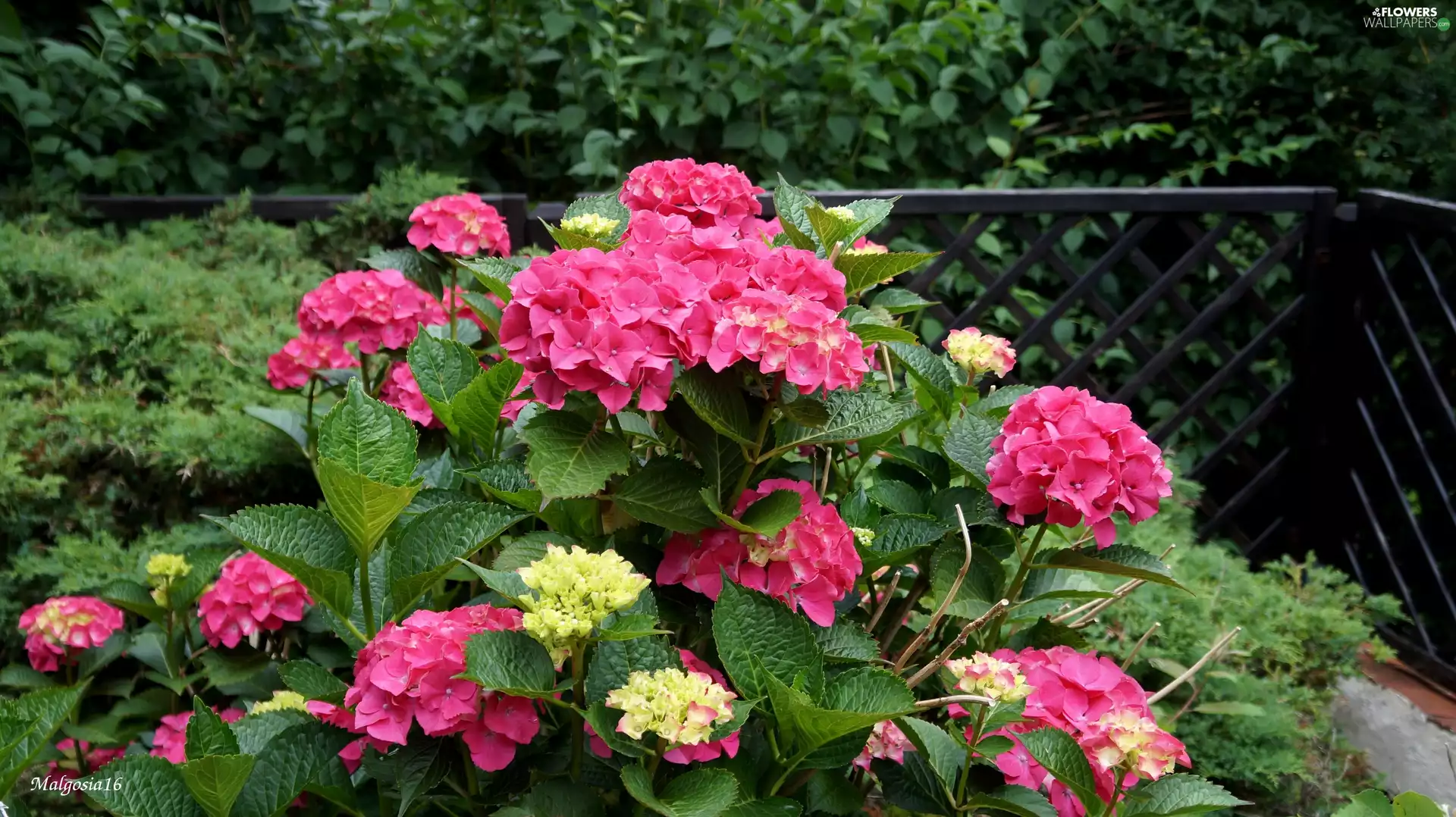 hydrangea, Blossoming, Pink
