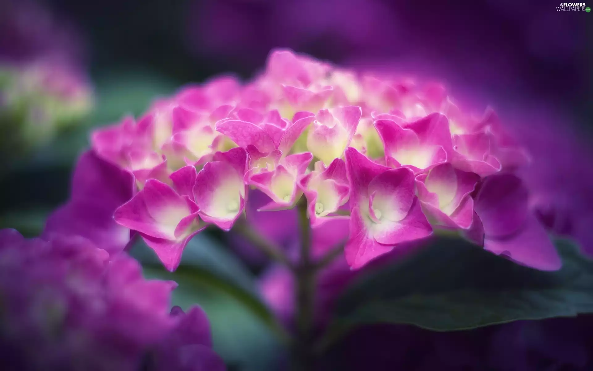 Pink, hydrangea