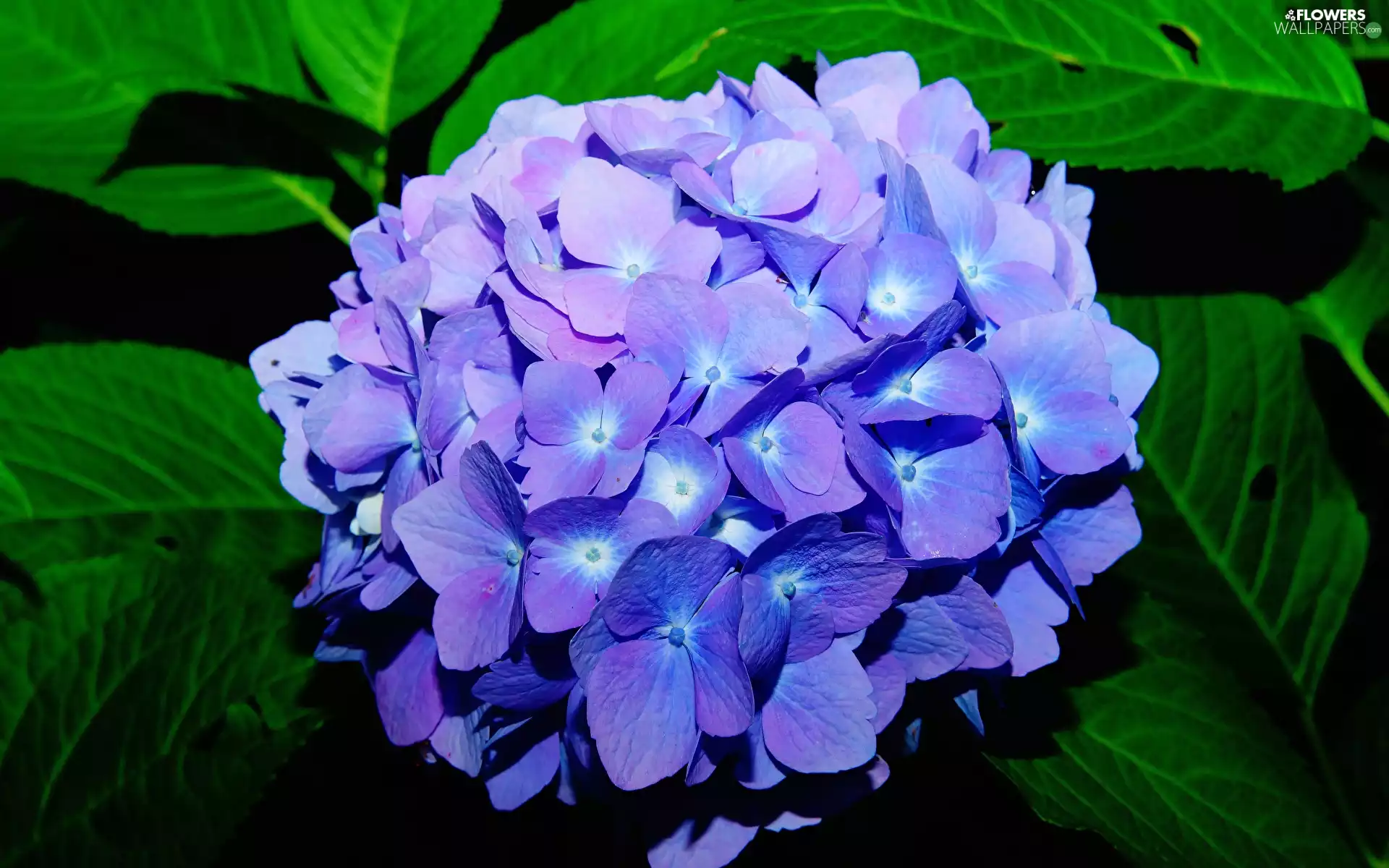 blue, hydrangea, rapprochement, Colourfull Flowers
