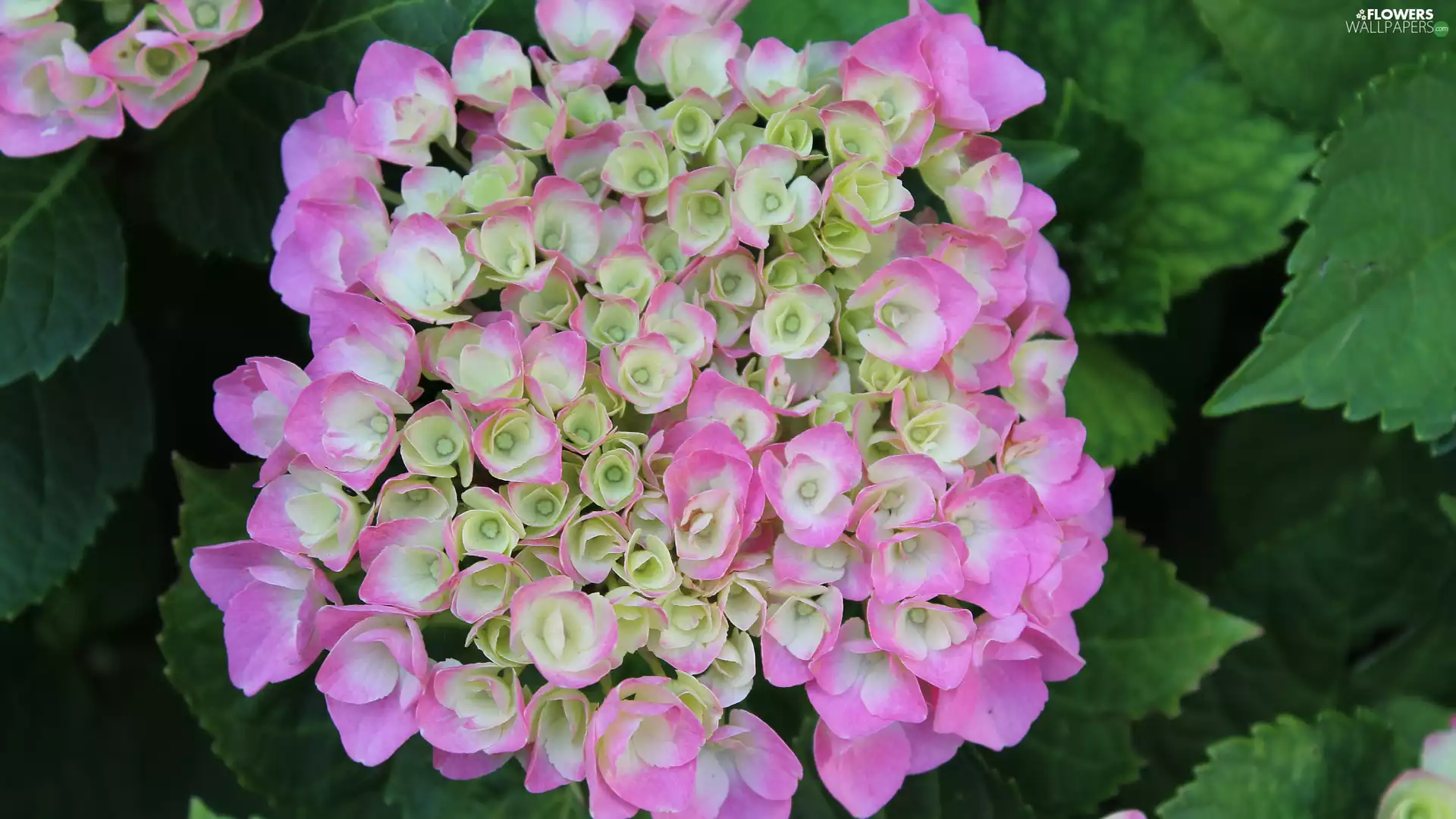 rapprochement, Colourfull Flowers, hydrangea