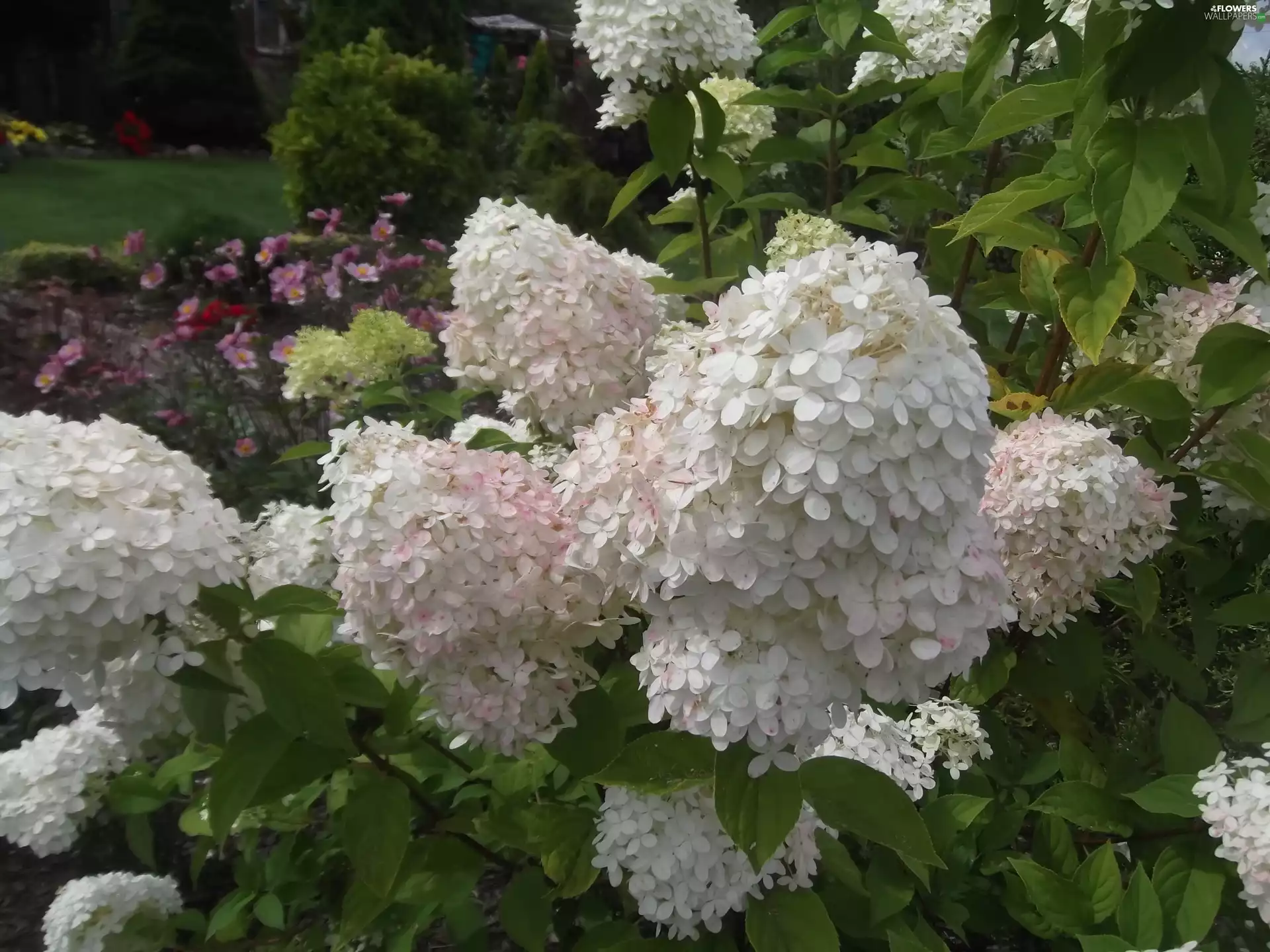 hydrangea, Beauty, White
