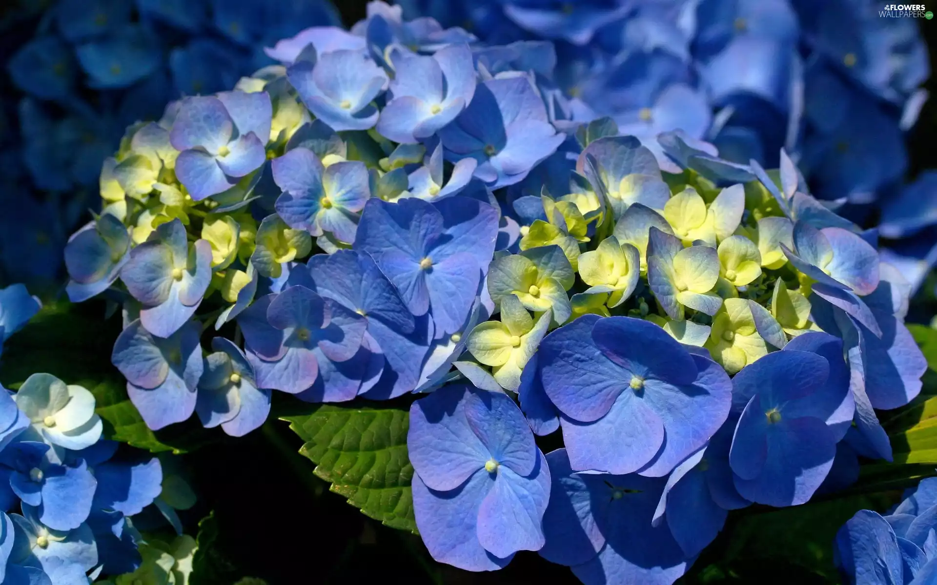 hydrangea, blue, White