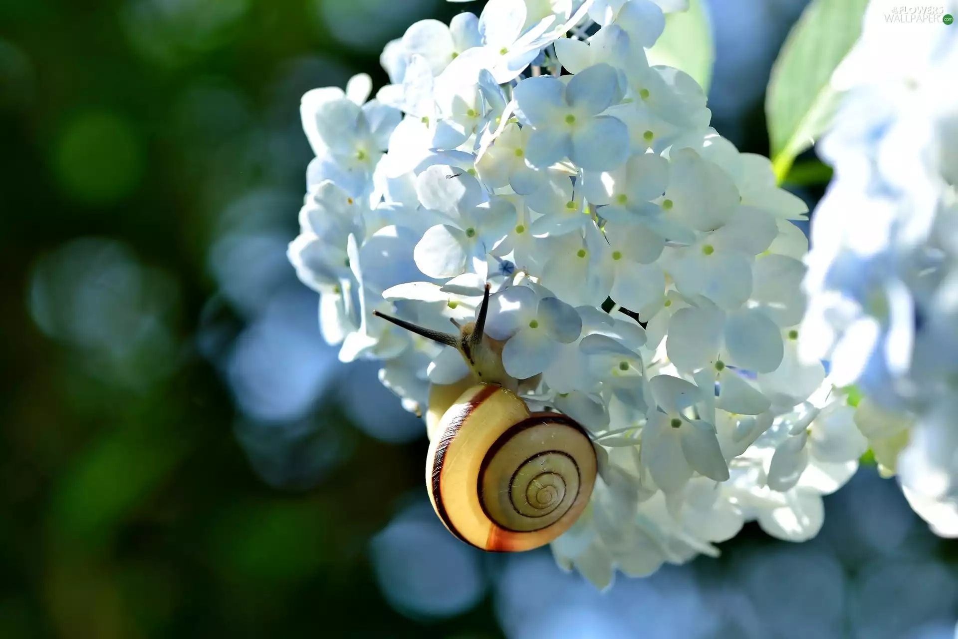 hydrangea, snail, White