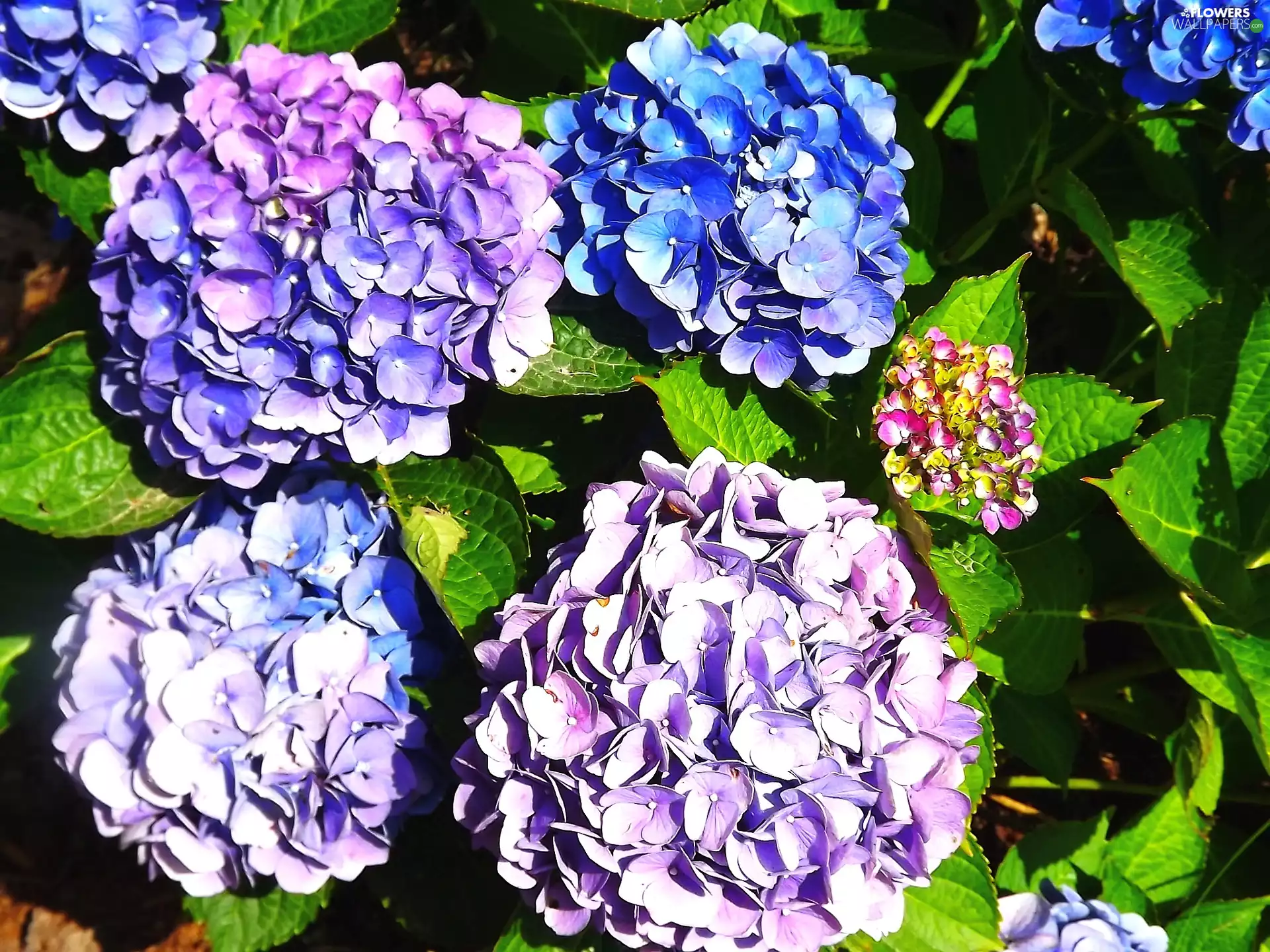 hydrangeas