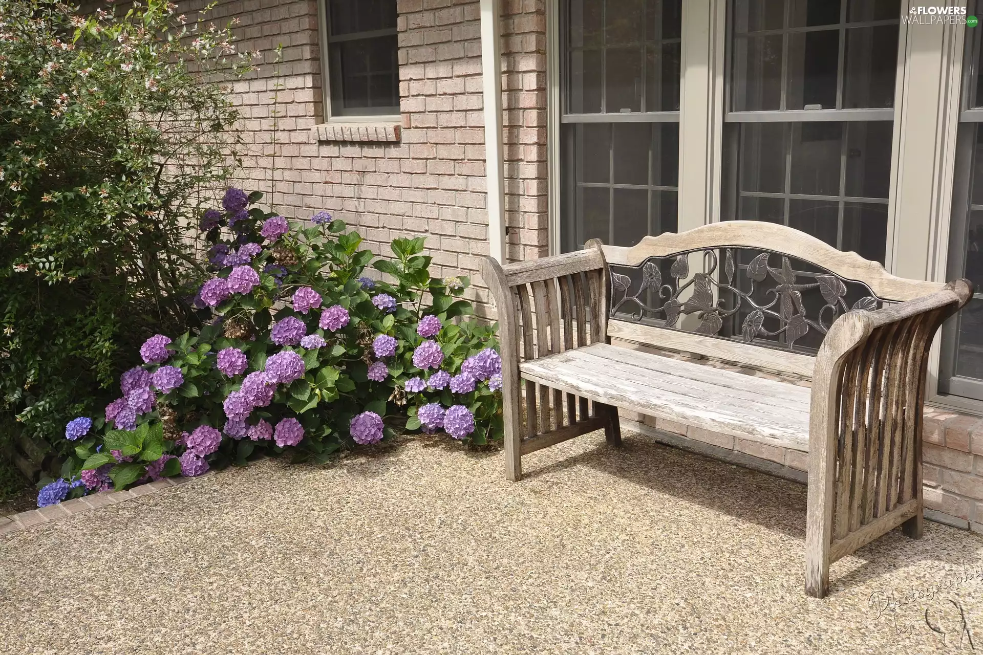 hydrangeas, house, Bench