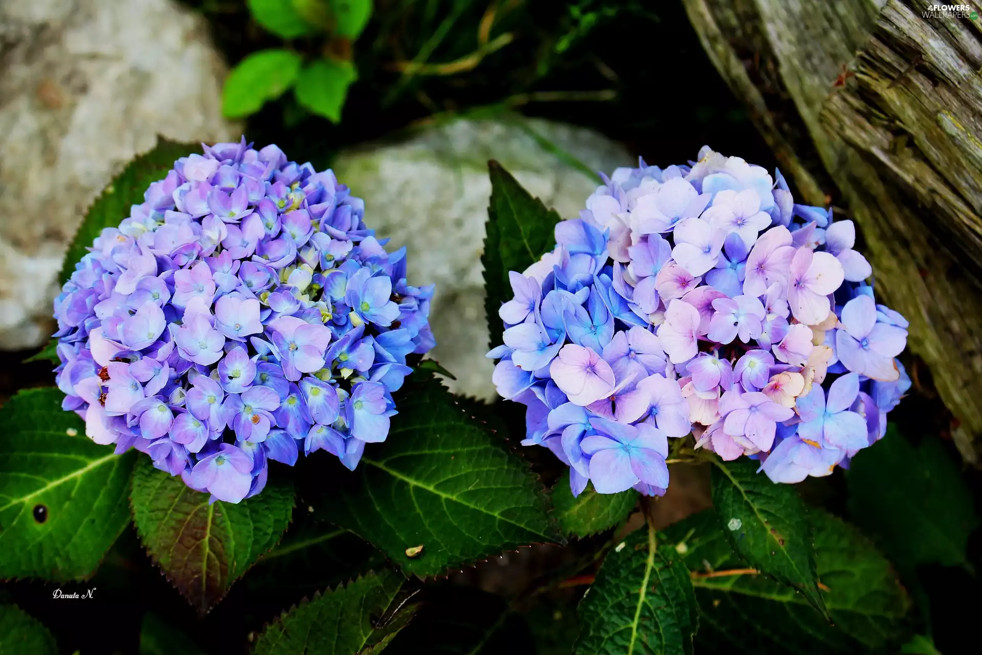 hydrangeas, Blue