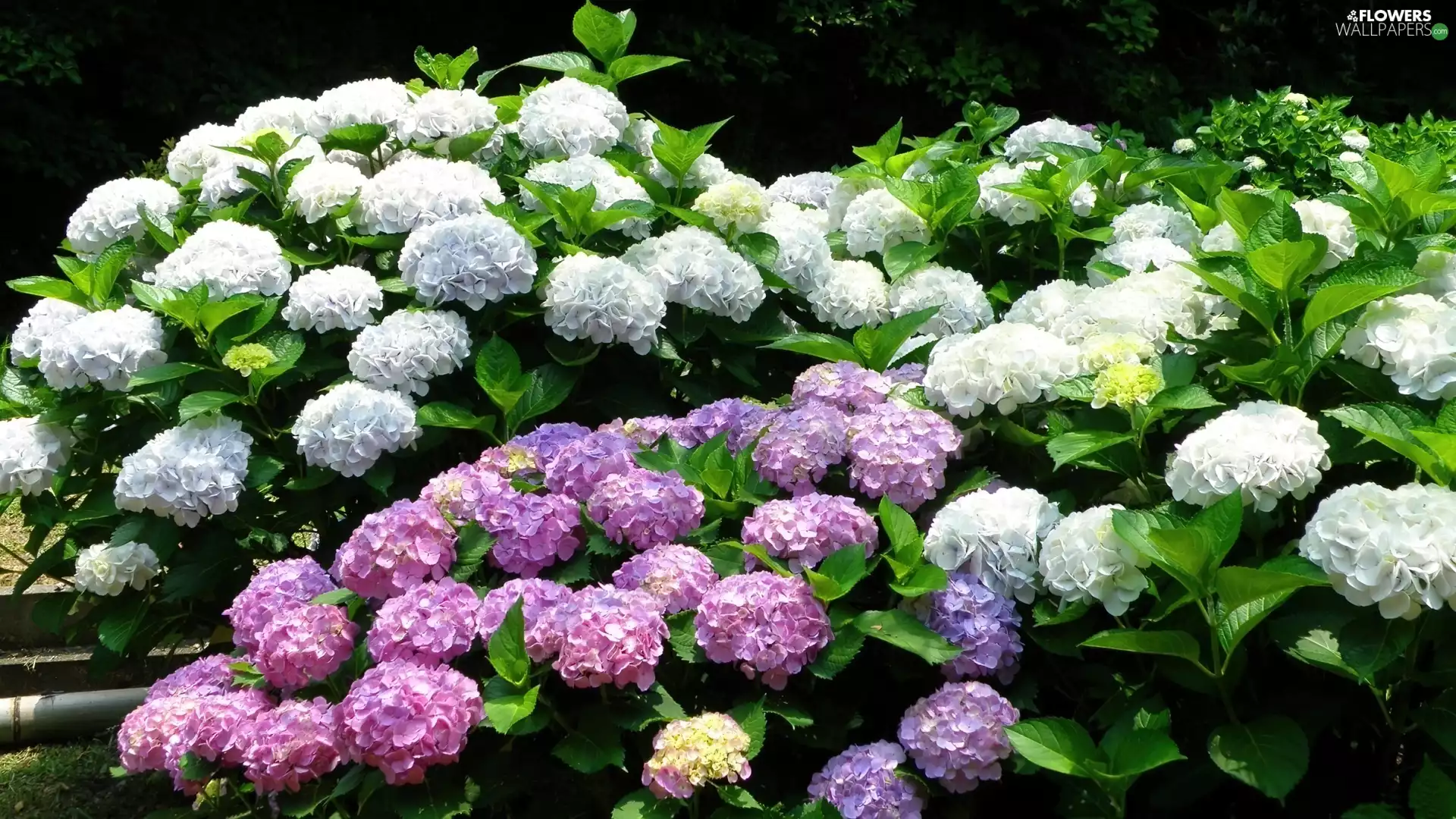 color, hydrangeas