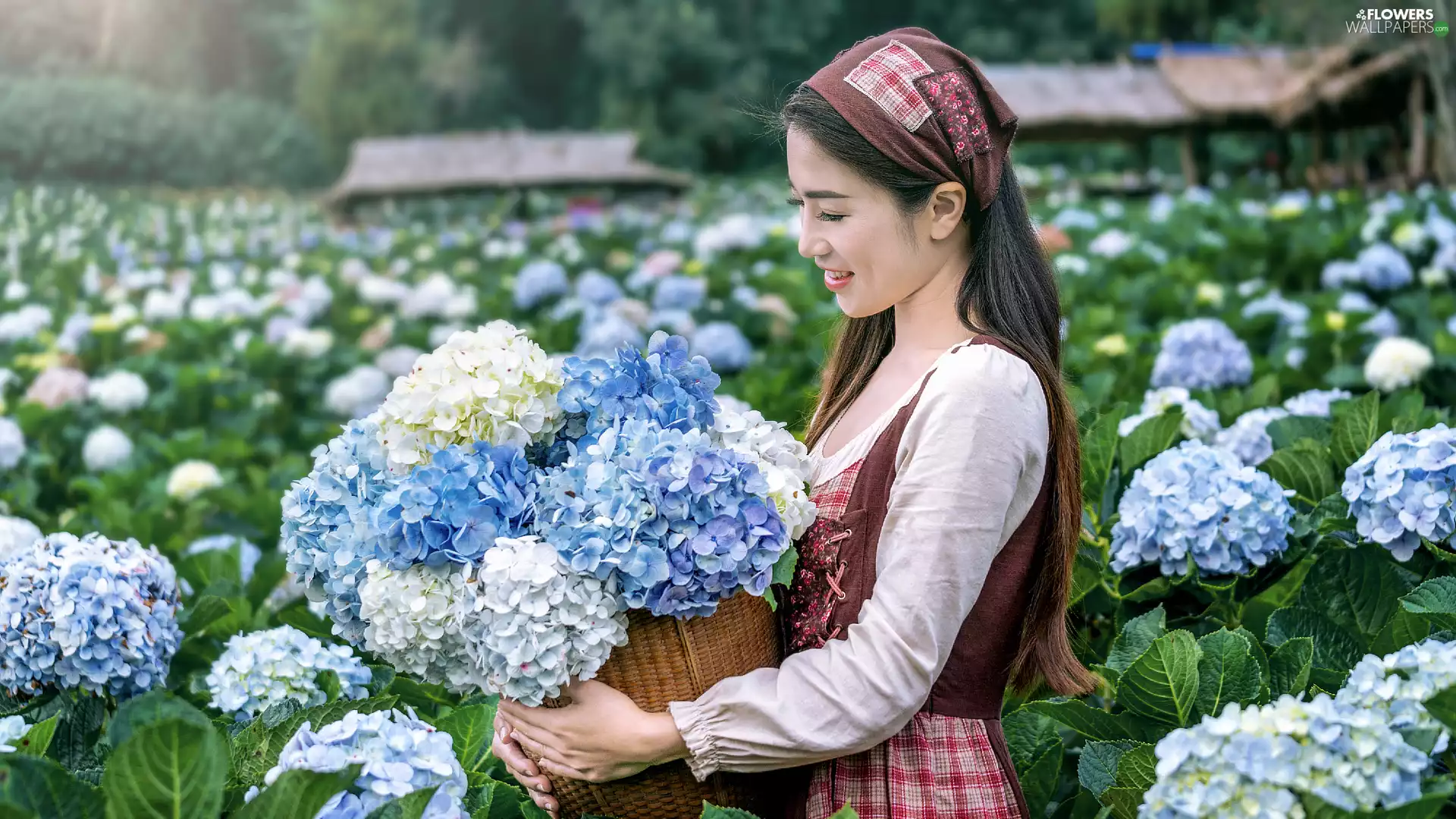 Flowers, Women, basket, hydrangeas