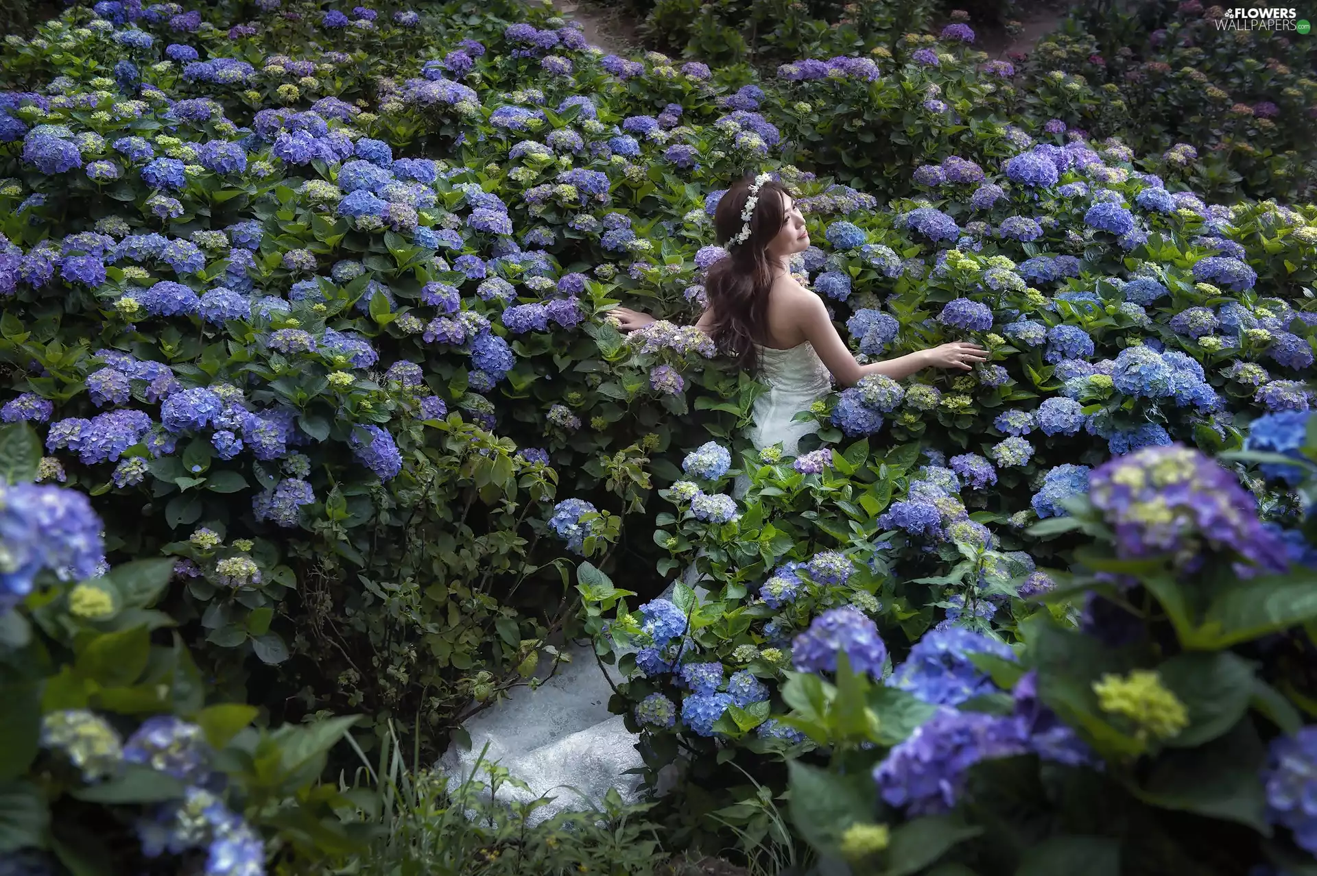 hydrangeas, Women, Flowers