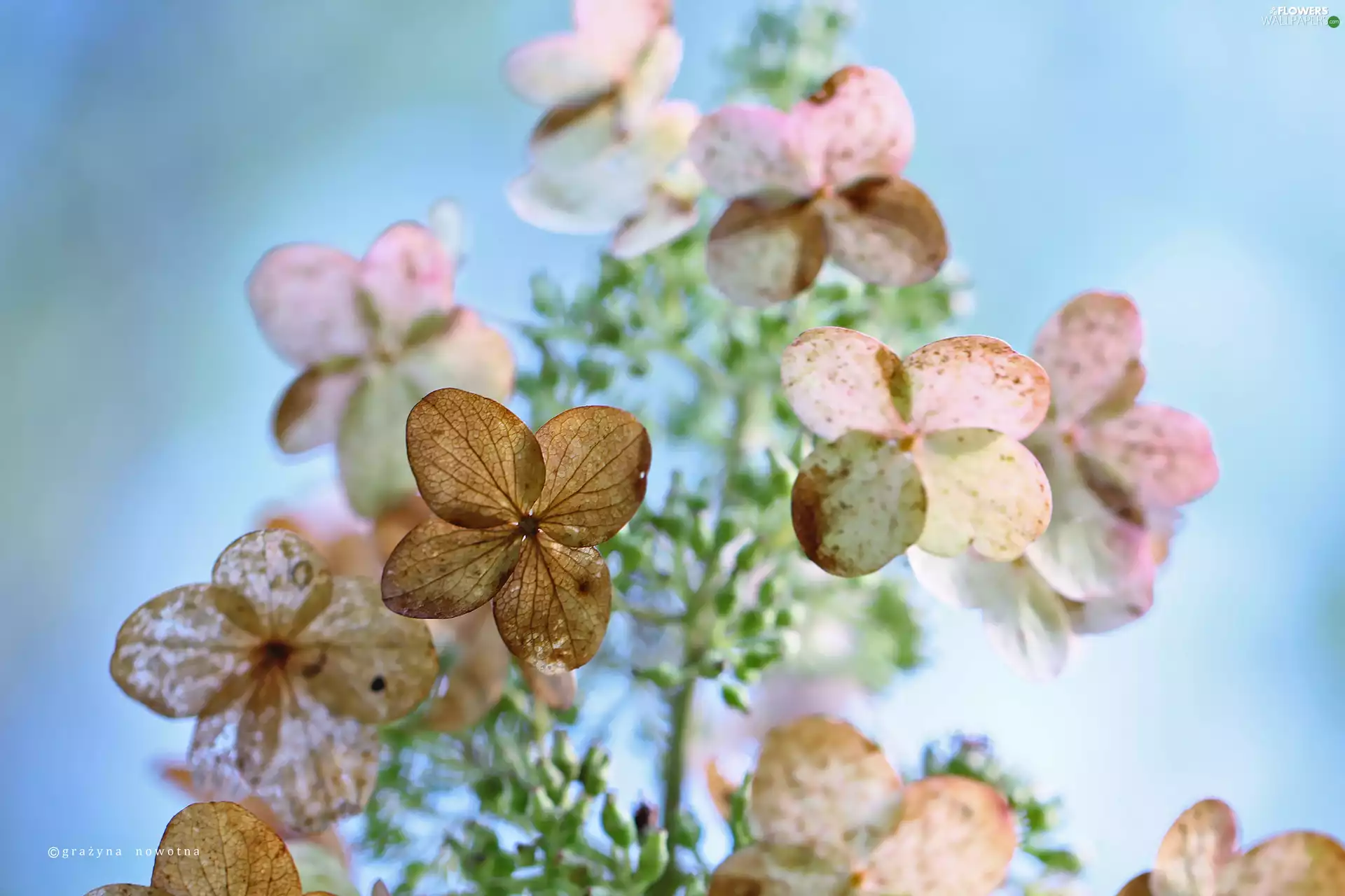 hydrangeas, Flowers
