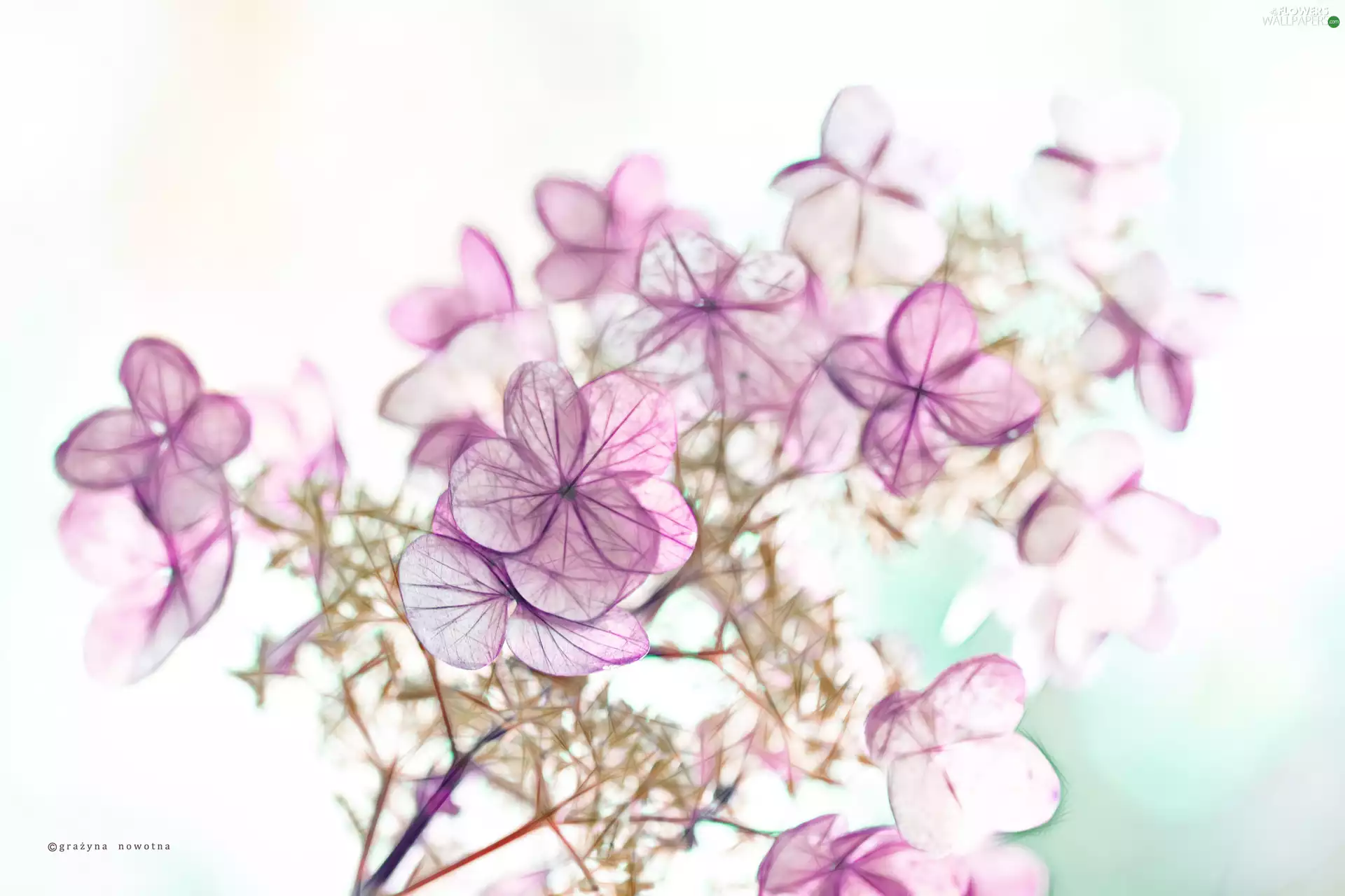 hydrangeas, Fractalius