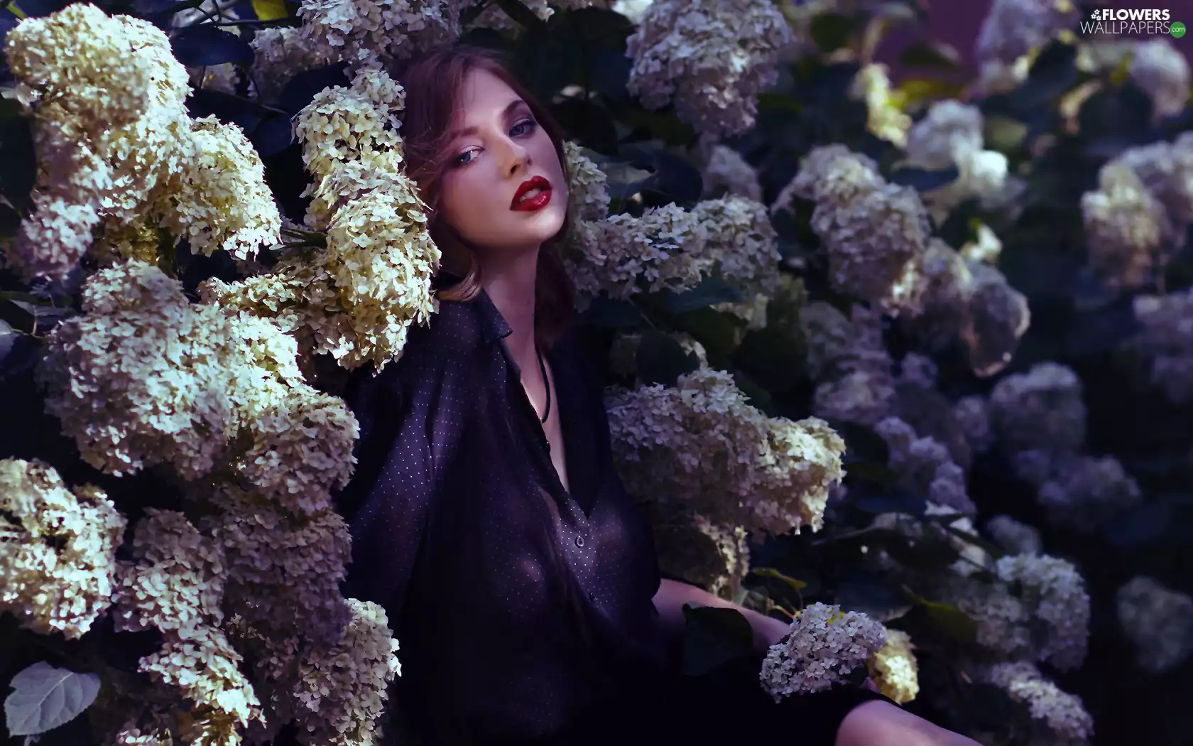 girl, make-up, hydrangeas, model