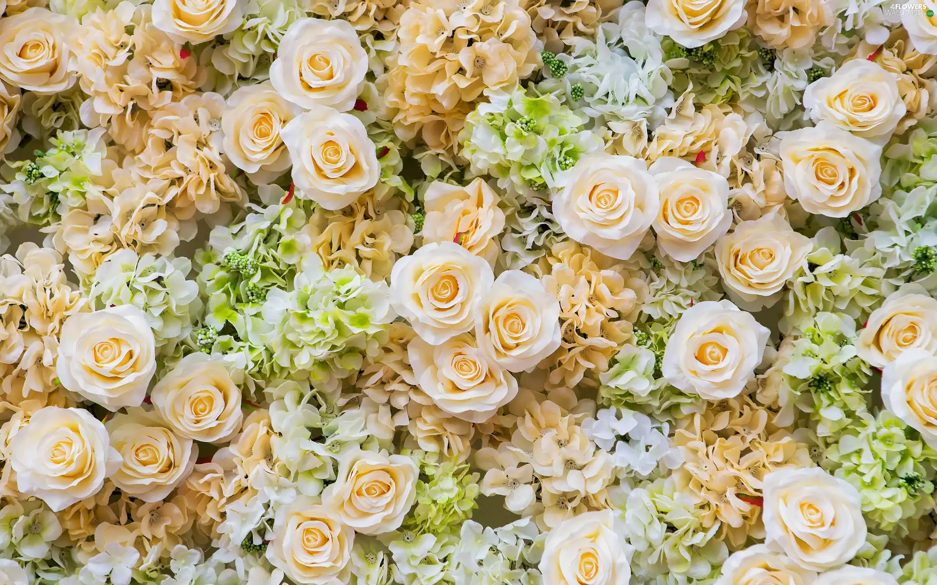 hydrangeas, Flowers, roses