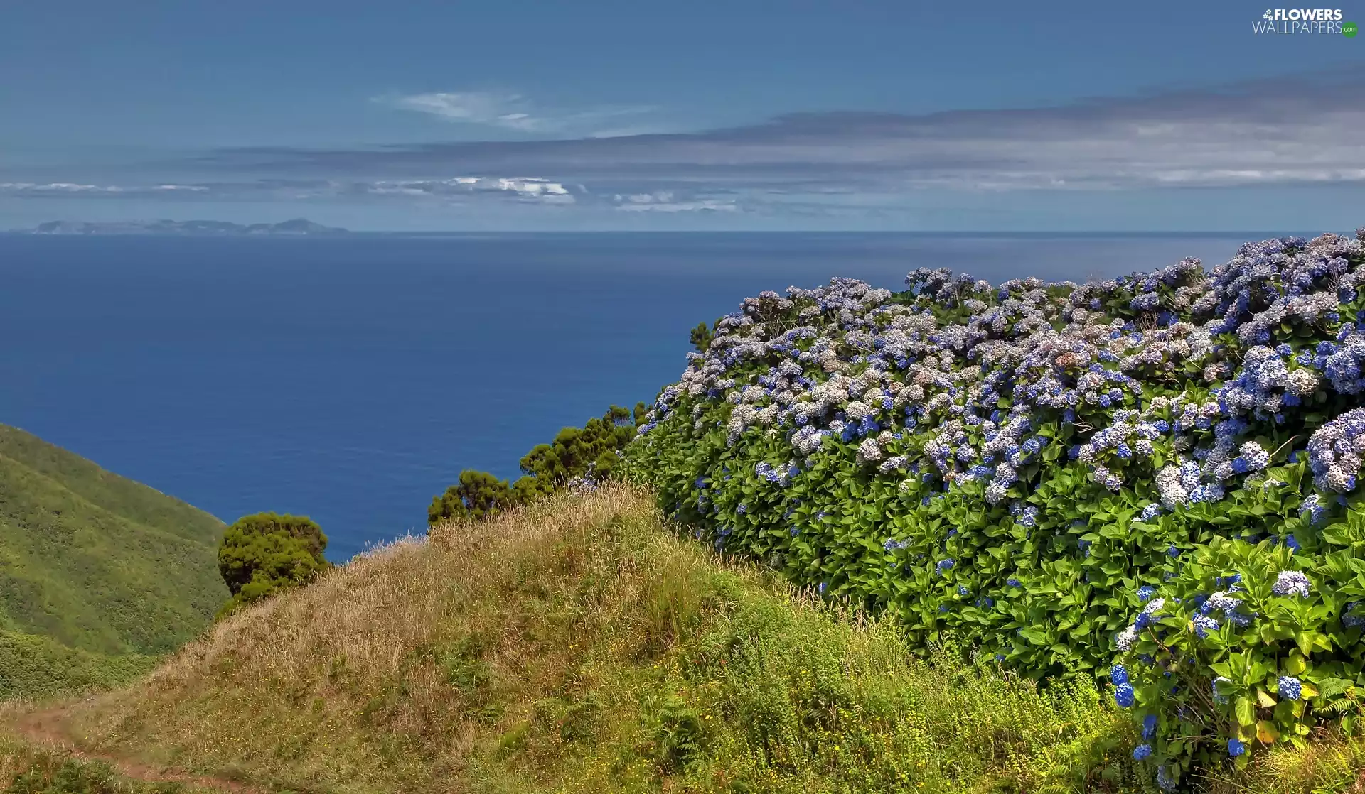 flourishing, hydrangeas, sea, Coast, Brittany